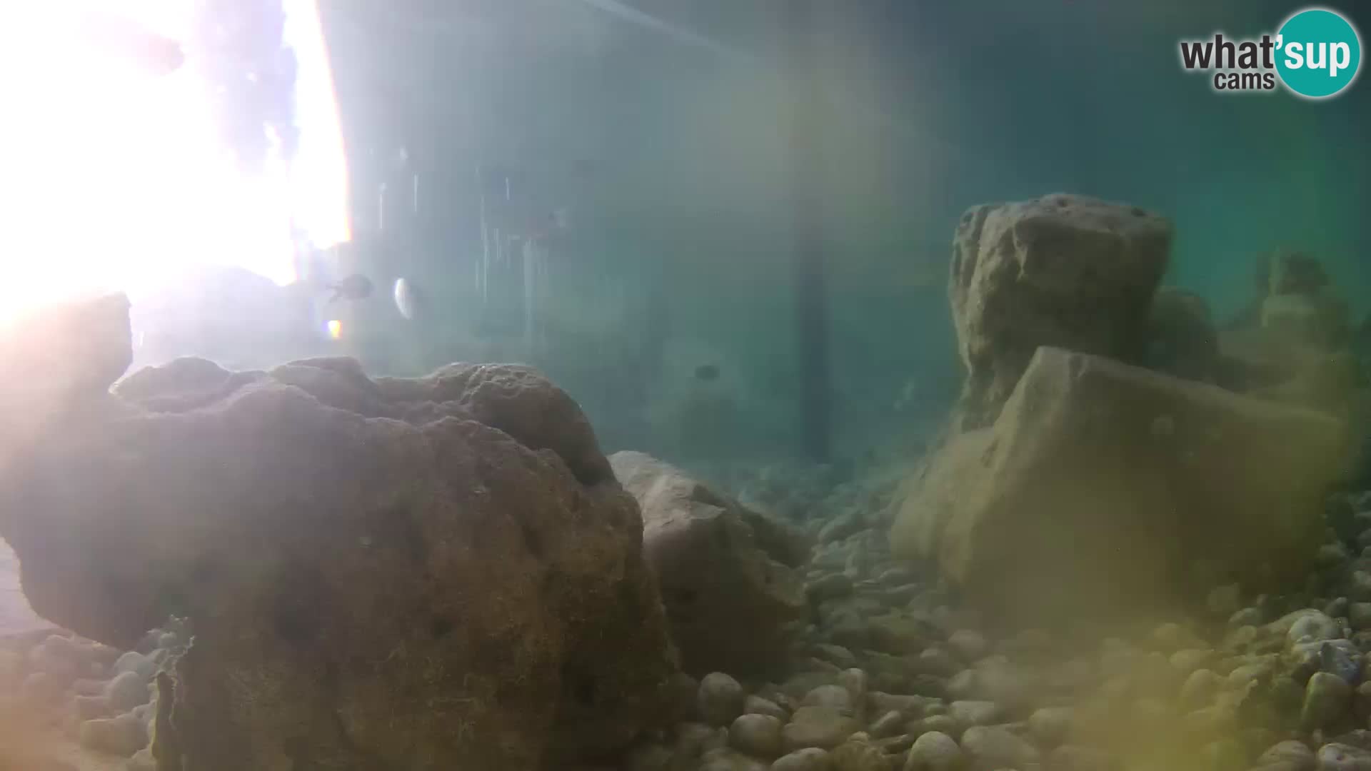 Aquario marino esterno –  Rogoznica livecam Croazia