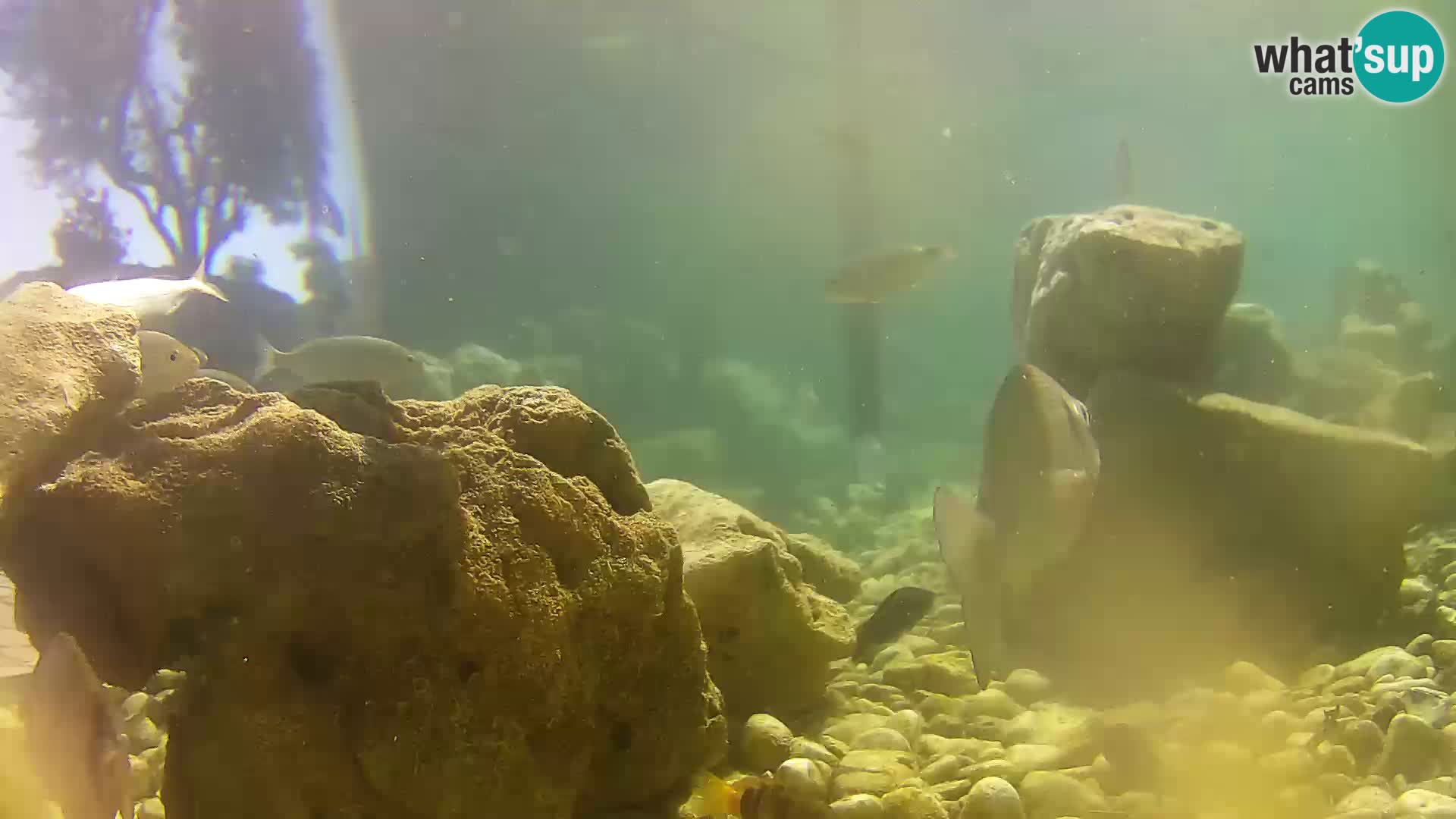 Outdoor Marine Aquarium Rogoznica webcam Croatia