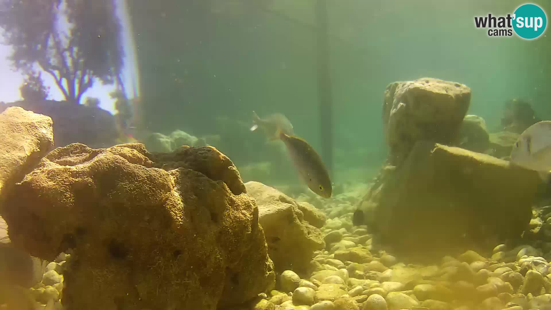 Acuario marino al aire libre Rogoznica webcam Croacia