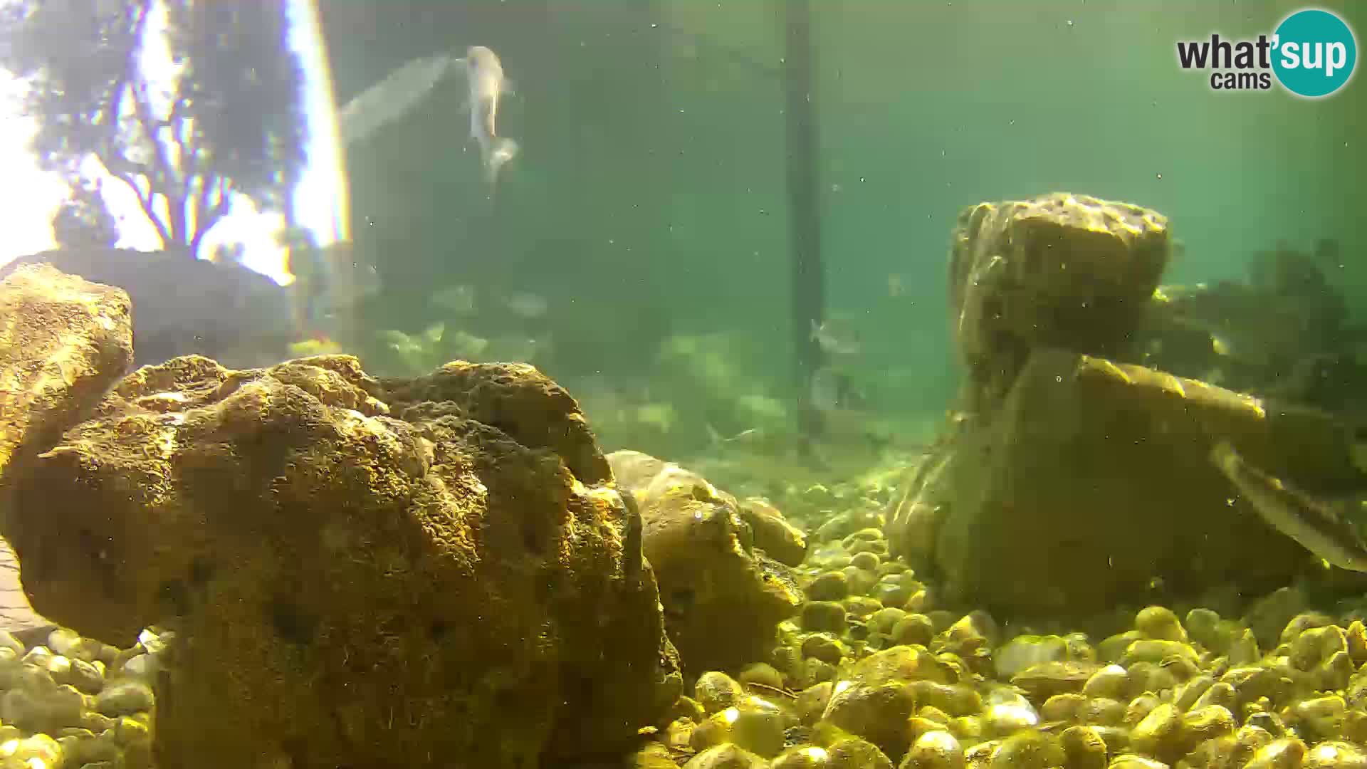 Outdoor Marine Aquarium Rogoznica webcam Croatia