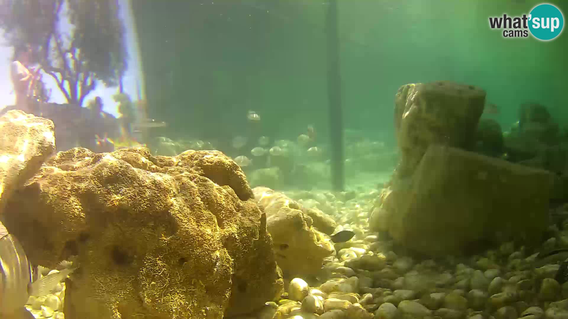 Zunanji morski akvarij Rogoznica spletna kamera Hrvaška