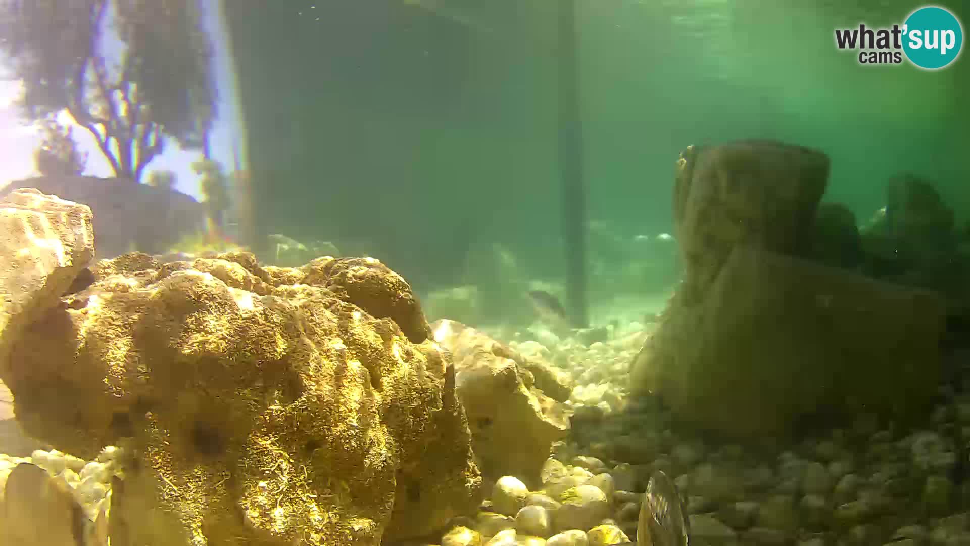 Aquario marino esterno –  Rogoznica livecam Croazia