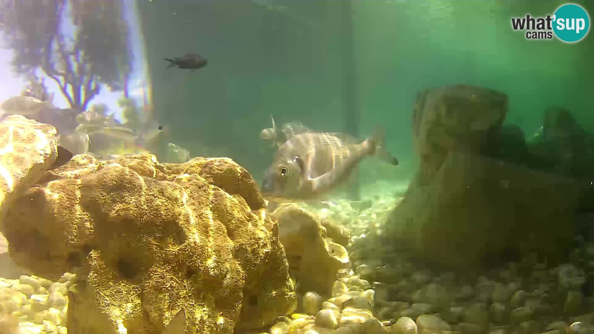 Marine Aquarium im Freien Rogoznica webcam Kroatien
