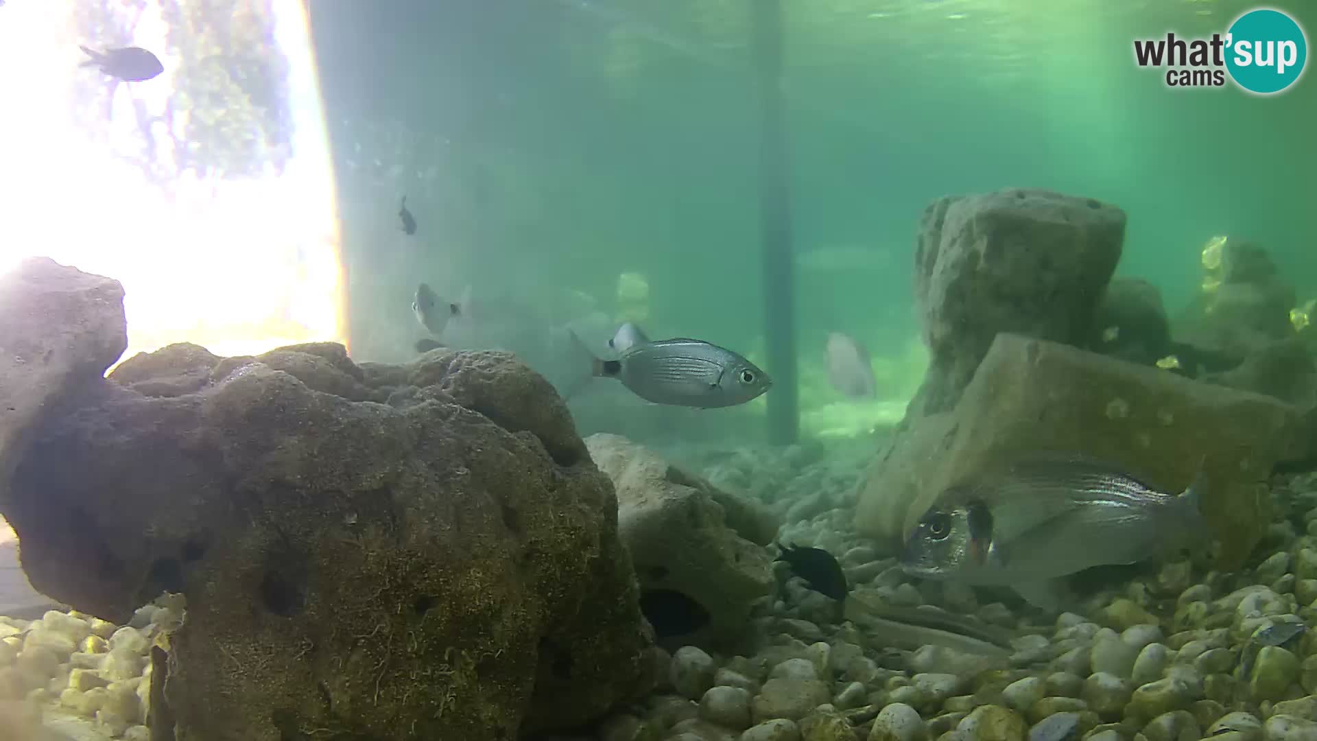 Acuario marino al aire libre Rogoznica webcam Croacia