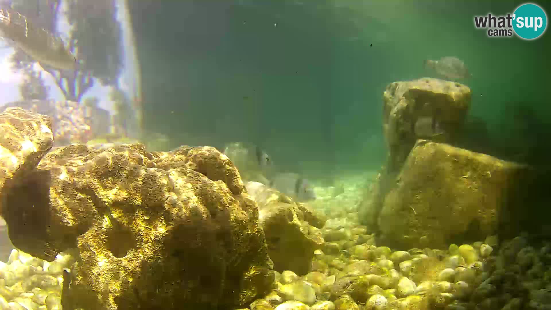 Outdoor Marine Aquarium Rogoznica webcam Croatia