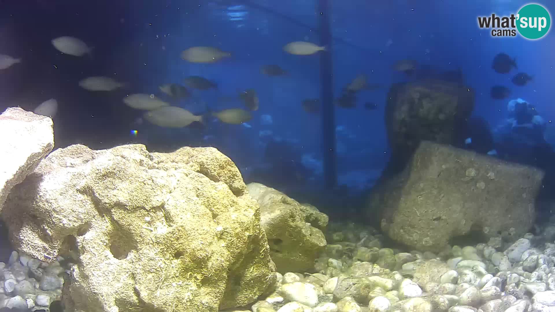 Outdoor Marine Aquarium Rogoznica webcam Croatia