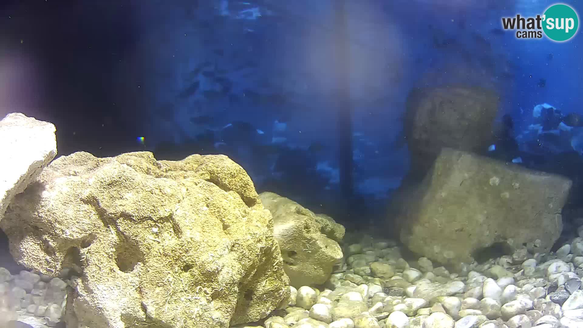 Outdoor Marine Aquarium Rogoznica webcam Croatia