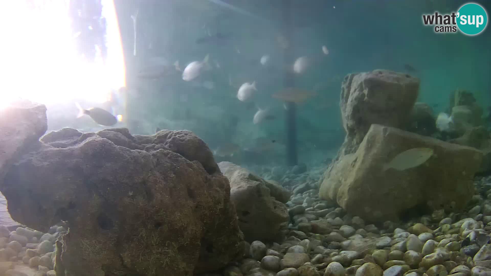 Marine Aquarium im Freien Rogoznica webcam Kroatien
