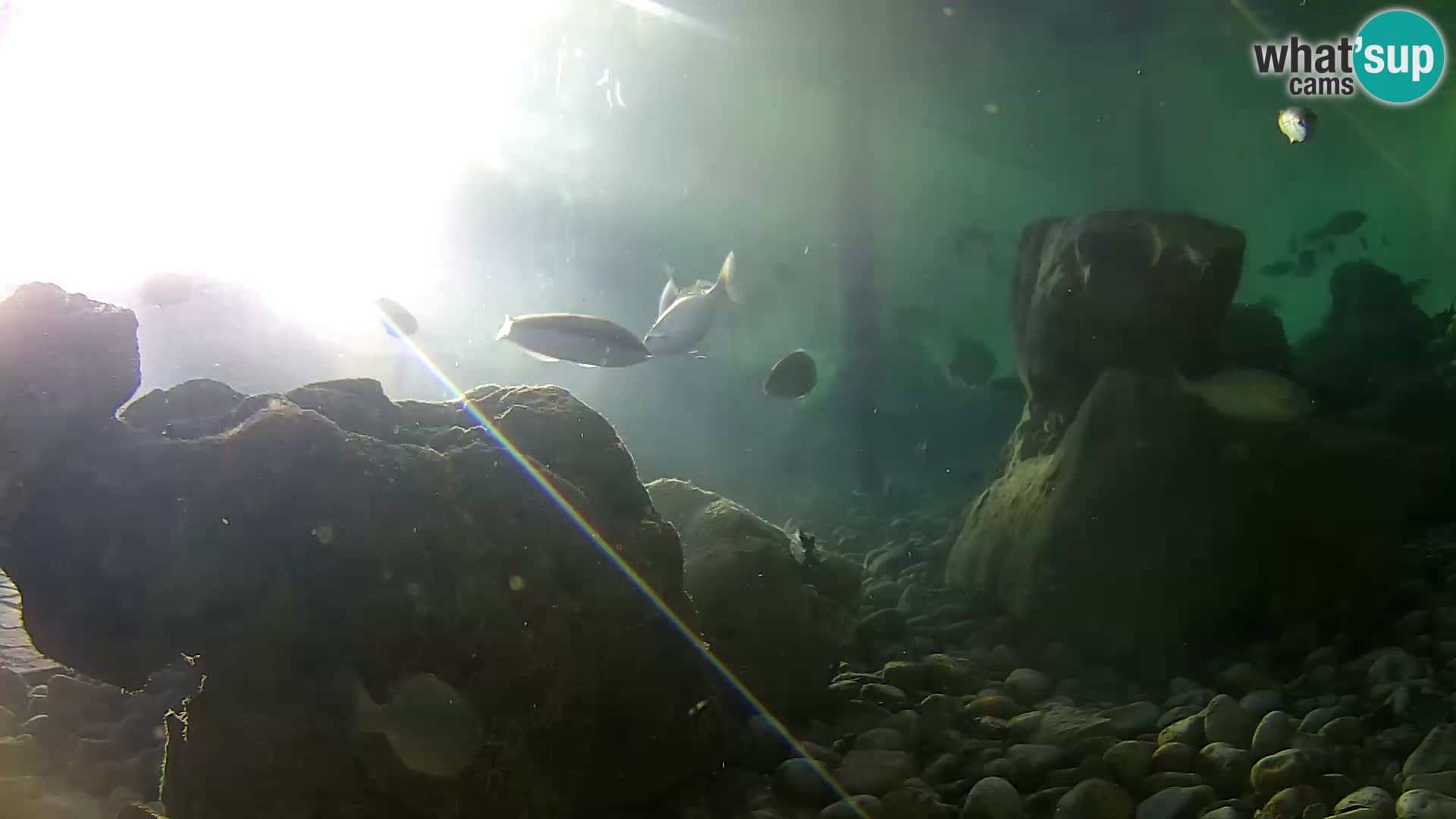 Marine Aquarium im Freien Rogoznica webcam Kroatien
