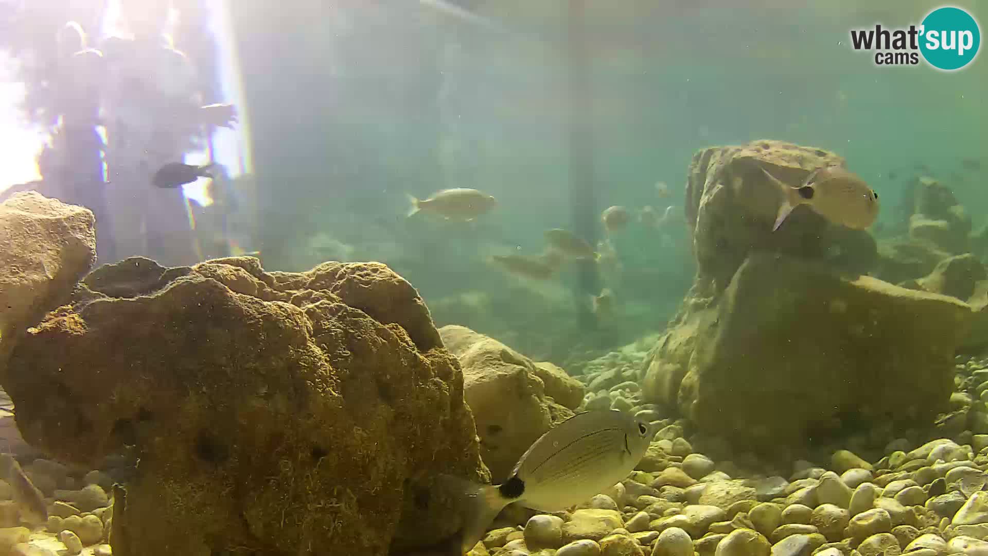 Marine Aquarium im Freien Rogoznica webcam Kroatien