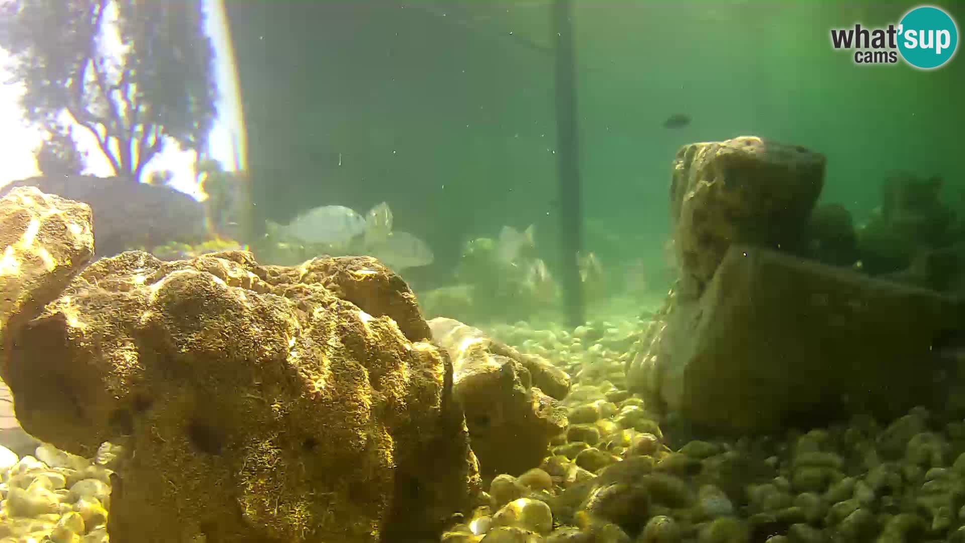 Acuario marino al aire libre Rogoznica webcam Croacia