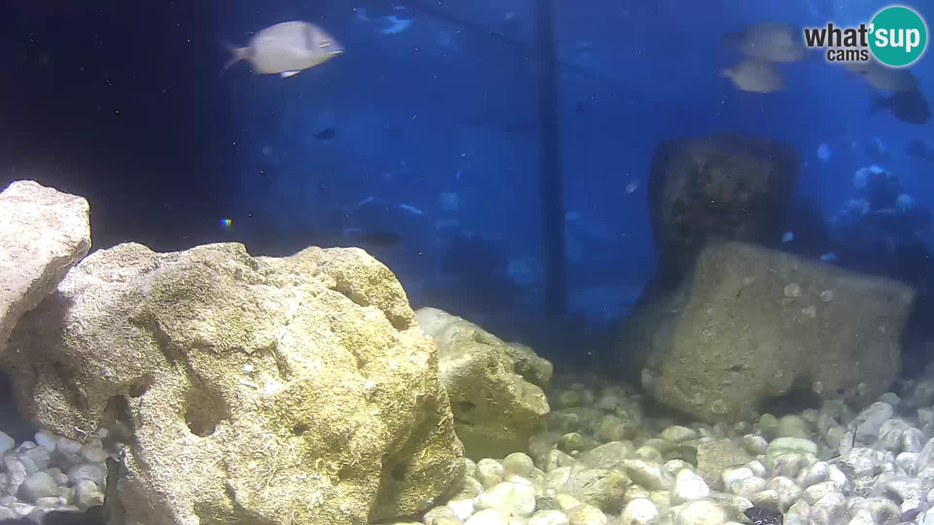 Outdoor Marine Aquarium Rogoznica webcam Croatia