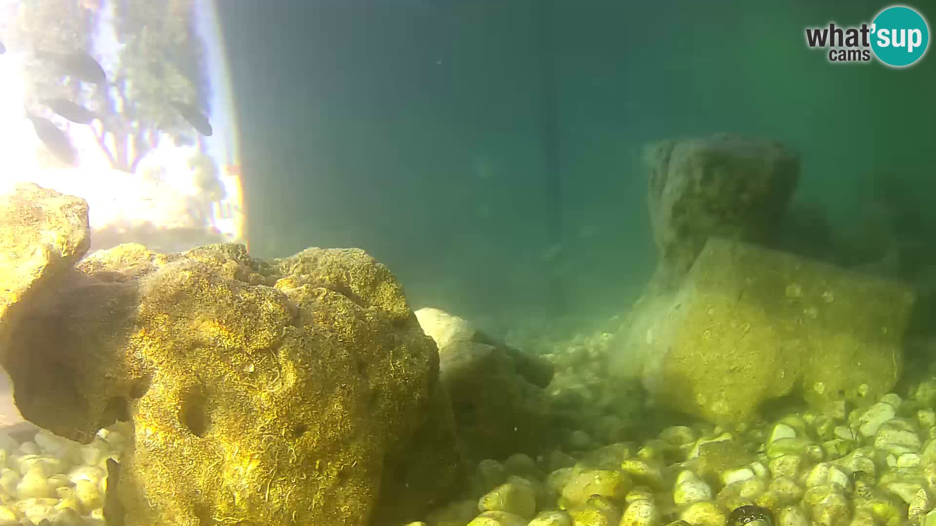Zunanji morski akvarij Rogoznica spletna kamera Hrvaška