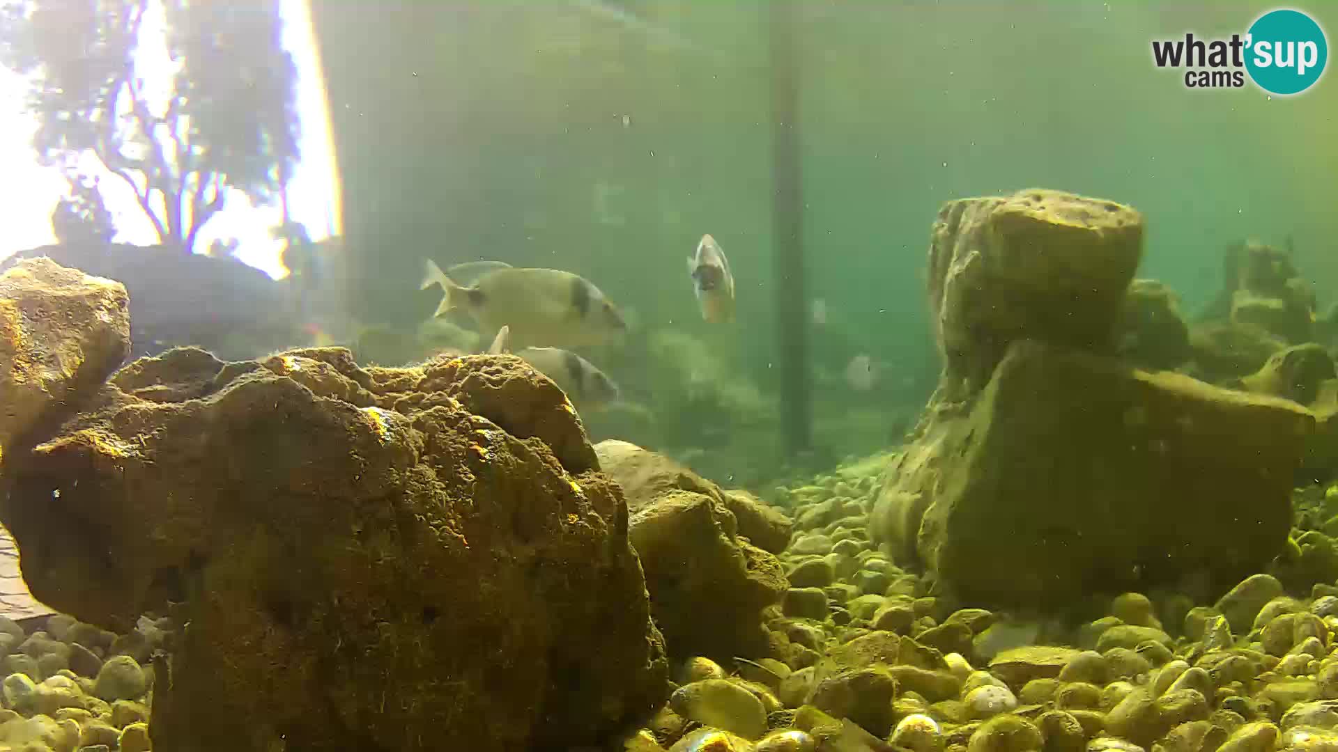 Outdoor Marine Aquarium Rogoznica webcam Croatia