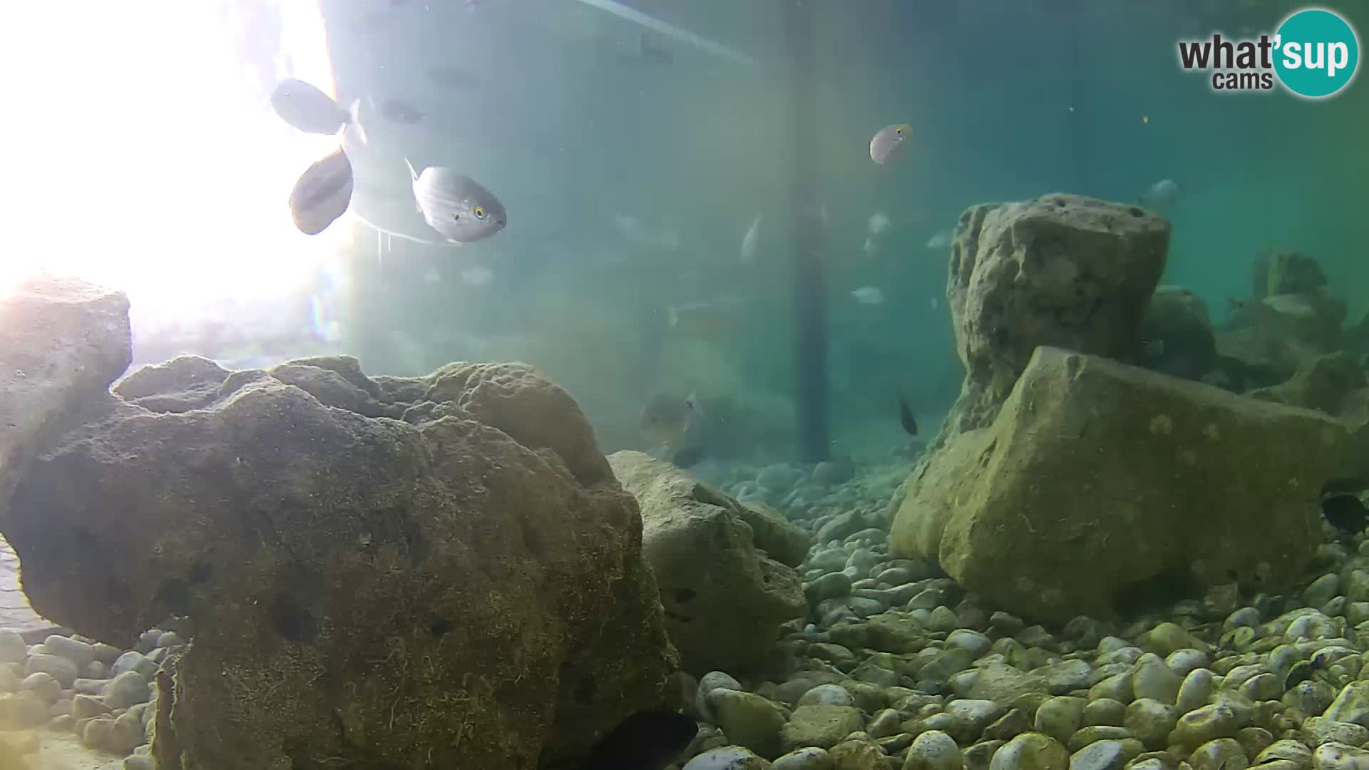 Acuario marino al aire libre Rogoznica webcam Croacia