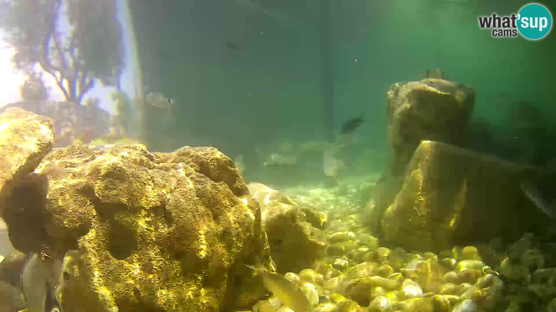 Acuario marino al aire libre Rogoznica webcam Croacia
