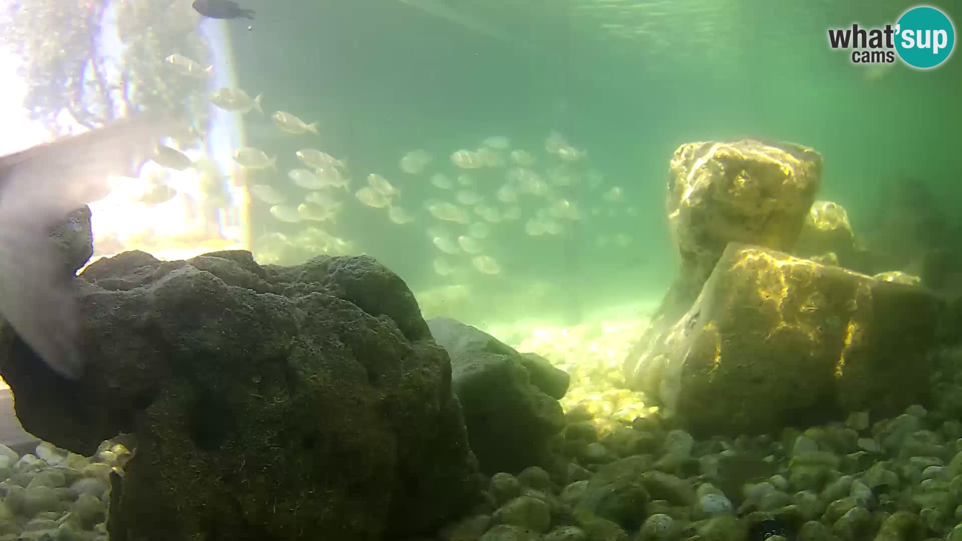 Outdoor Marine Aquarium Rogoznica webcam Croatia