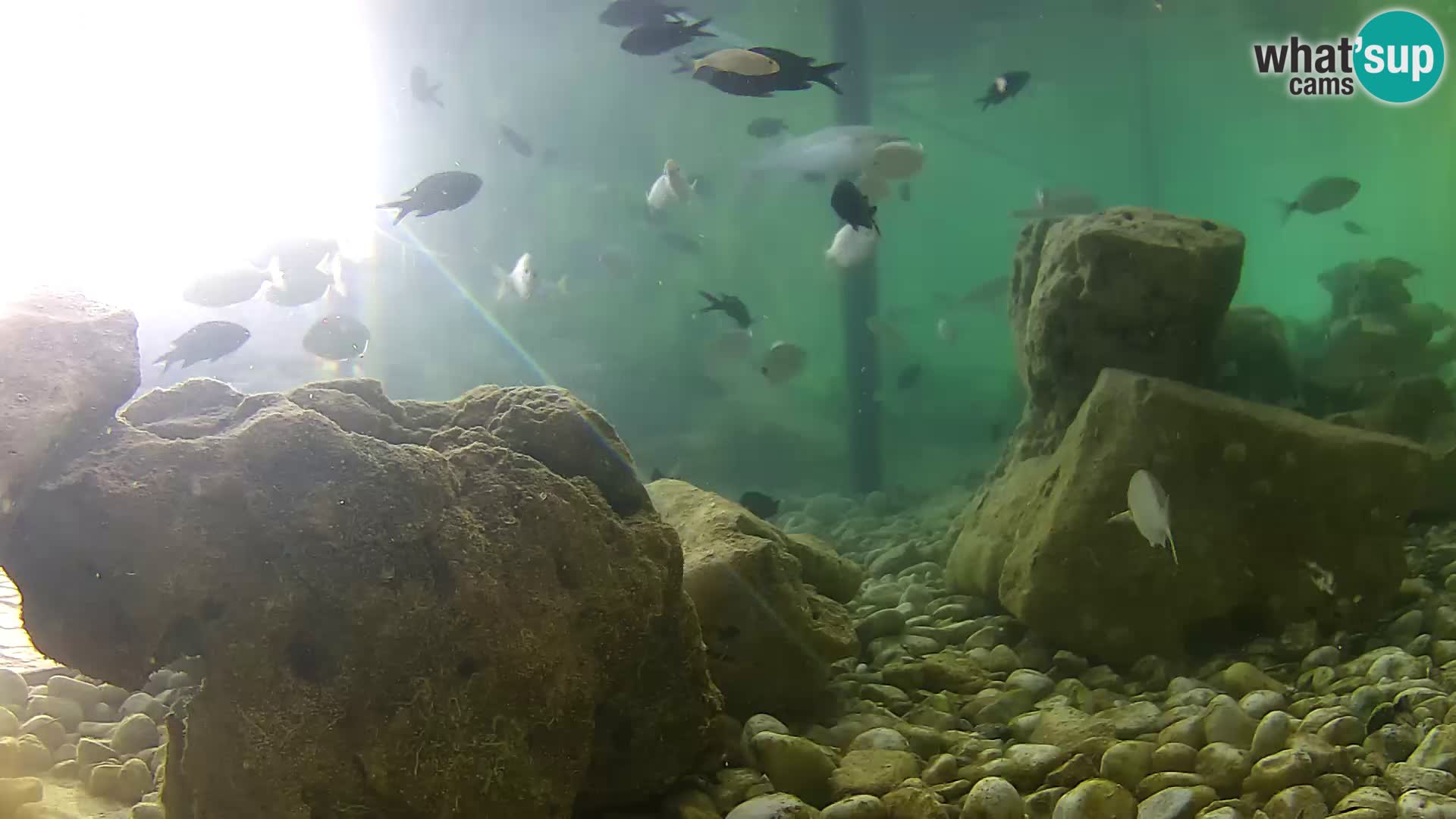 Acuario marino al aire libre Rogoznica webcam Croacia