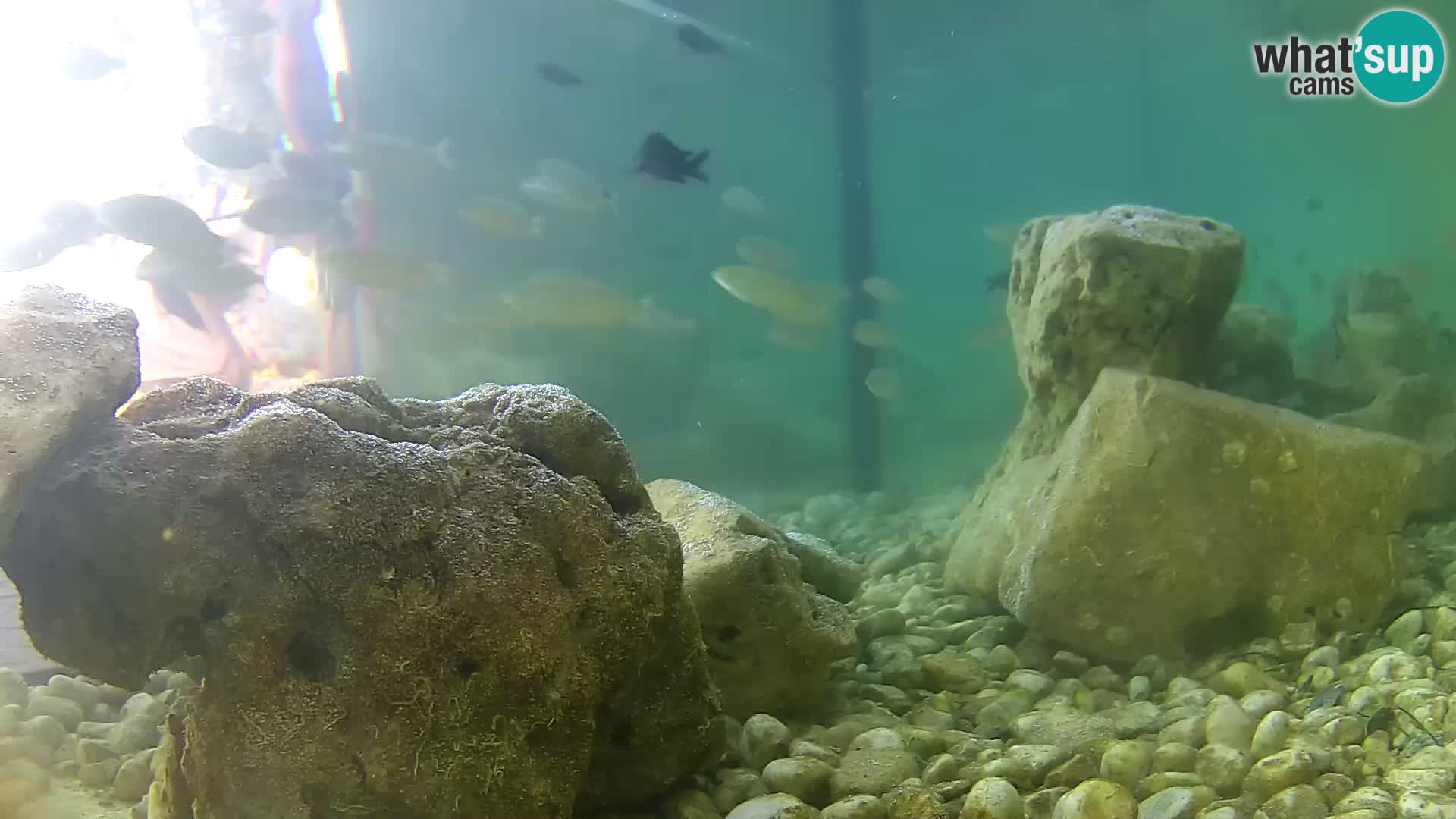 Outdoor Marine Aquarium Rogoznica webcam Croatia