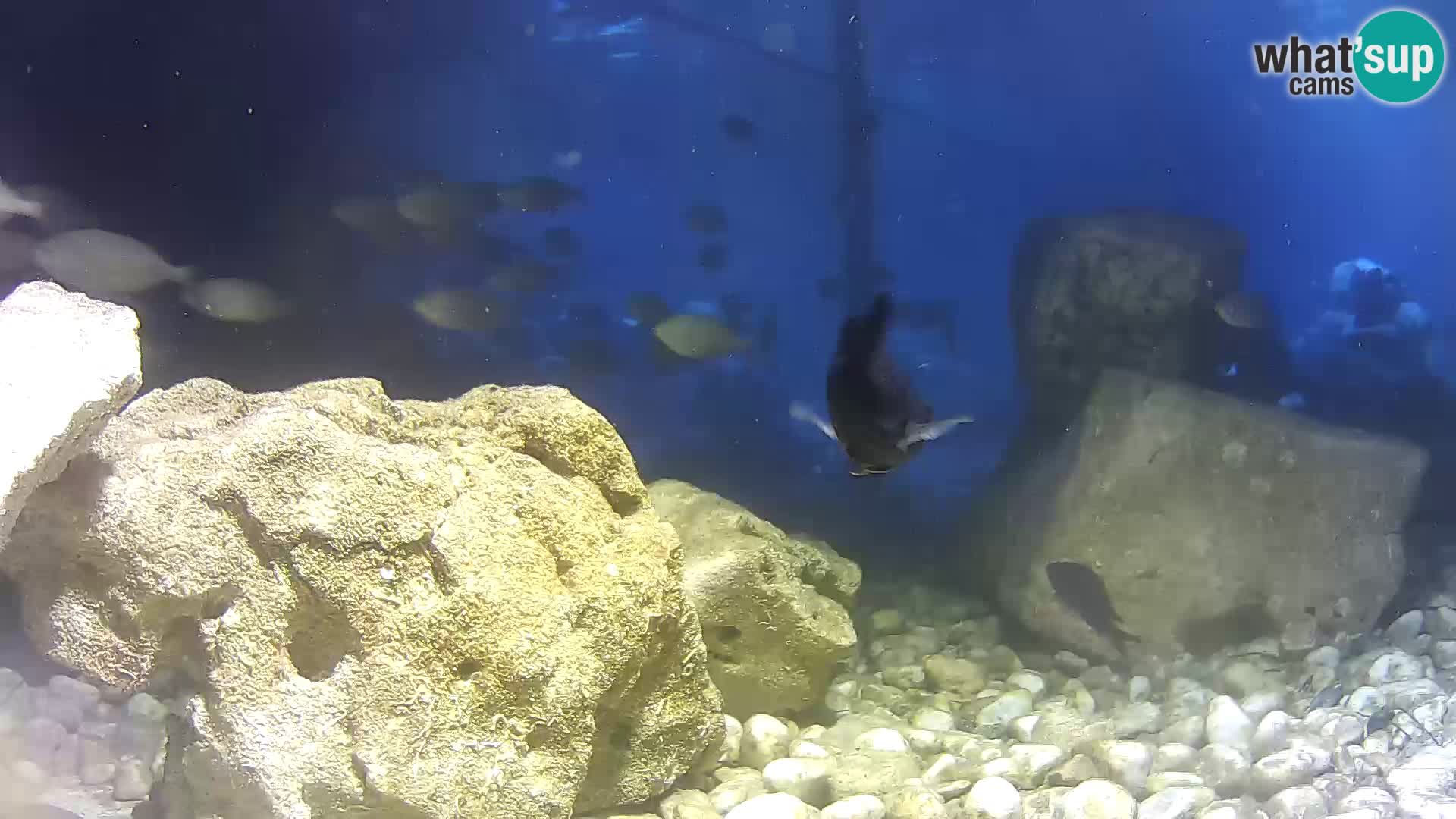 Outdoor Marine Aquarium Rogoznica webcam Croatia