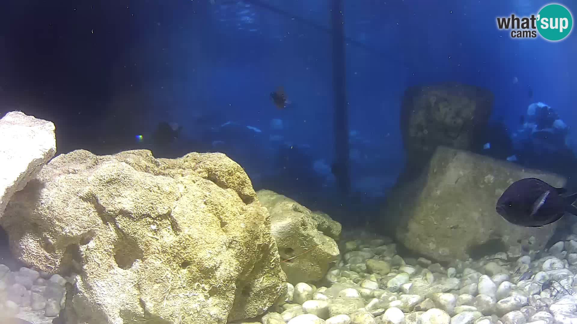 Aquario marino esterno –  Rogoznica livecam Croazia
