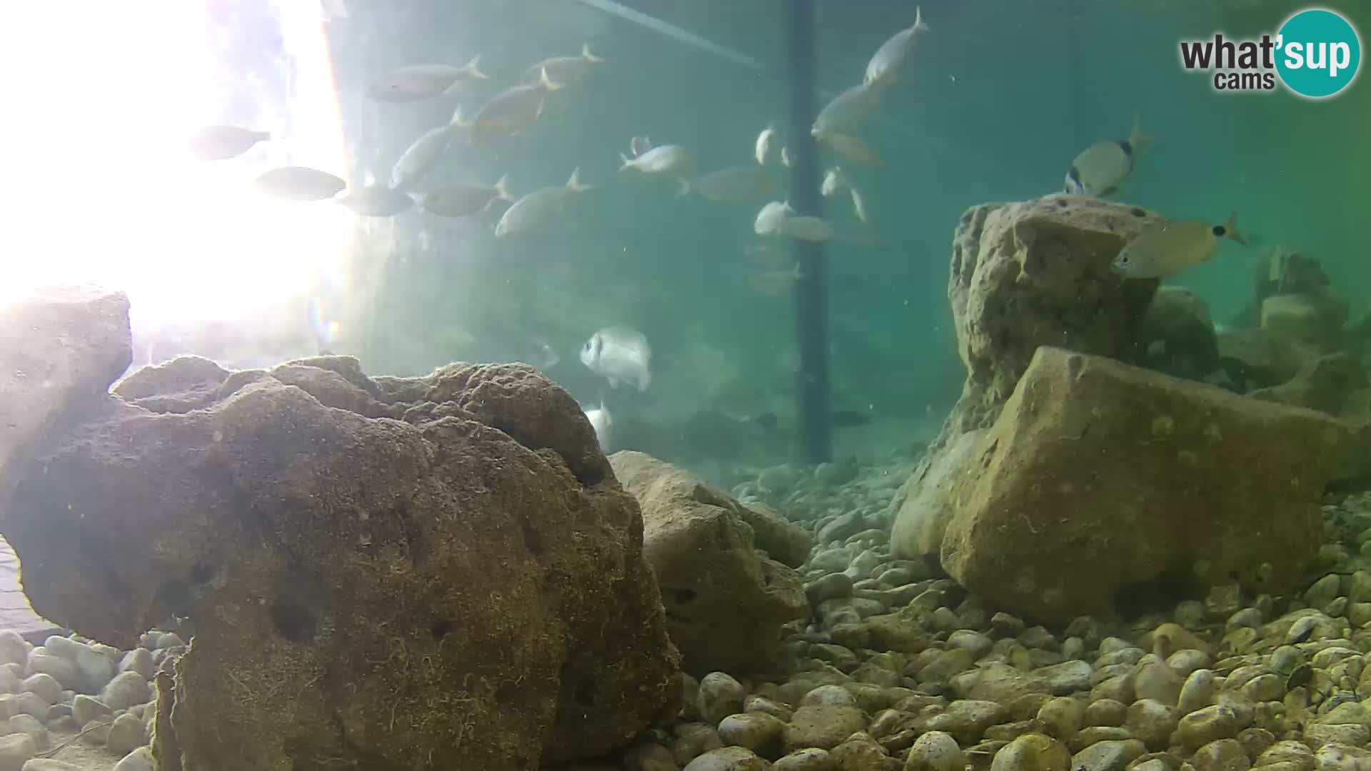 Acuario marino al aire libre Rogoznica webcam Croacia