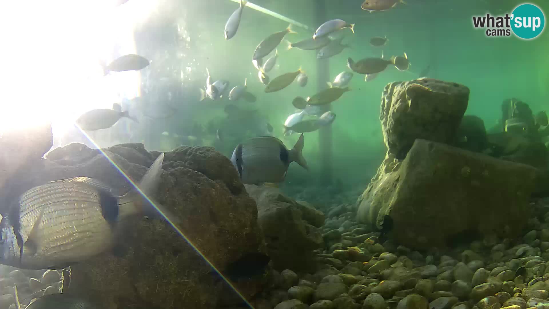 Acuario marino al aire libre Rogoznica webcam Croacia