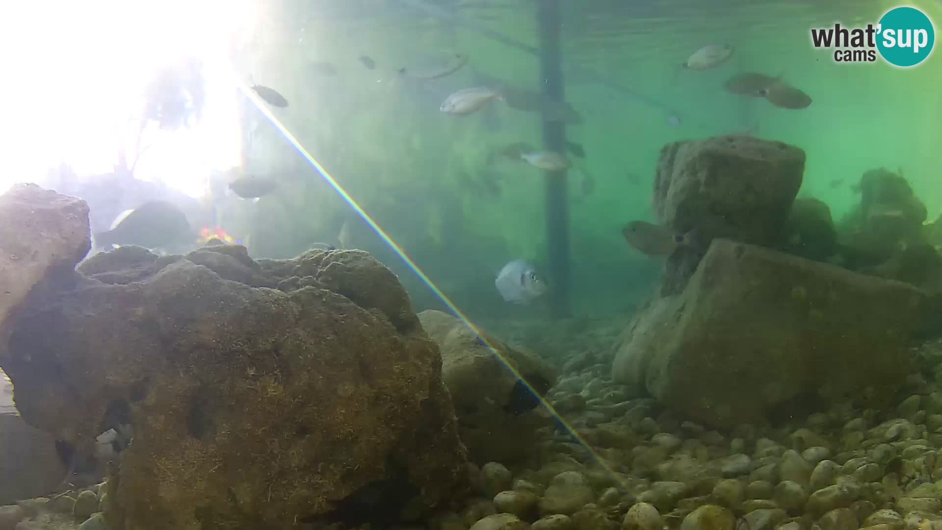 Acuario marino al aire libre Rogoznica webcam Croacia