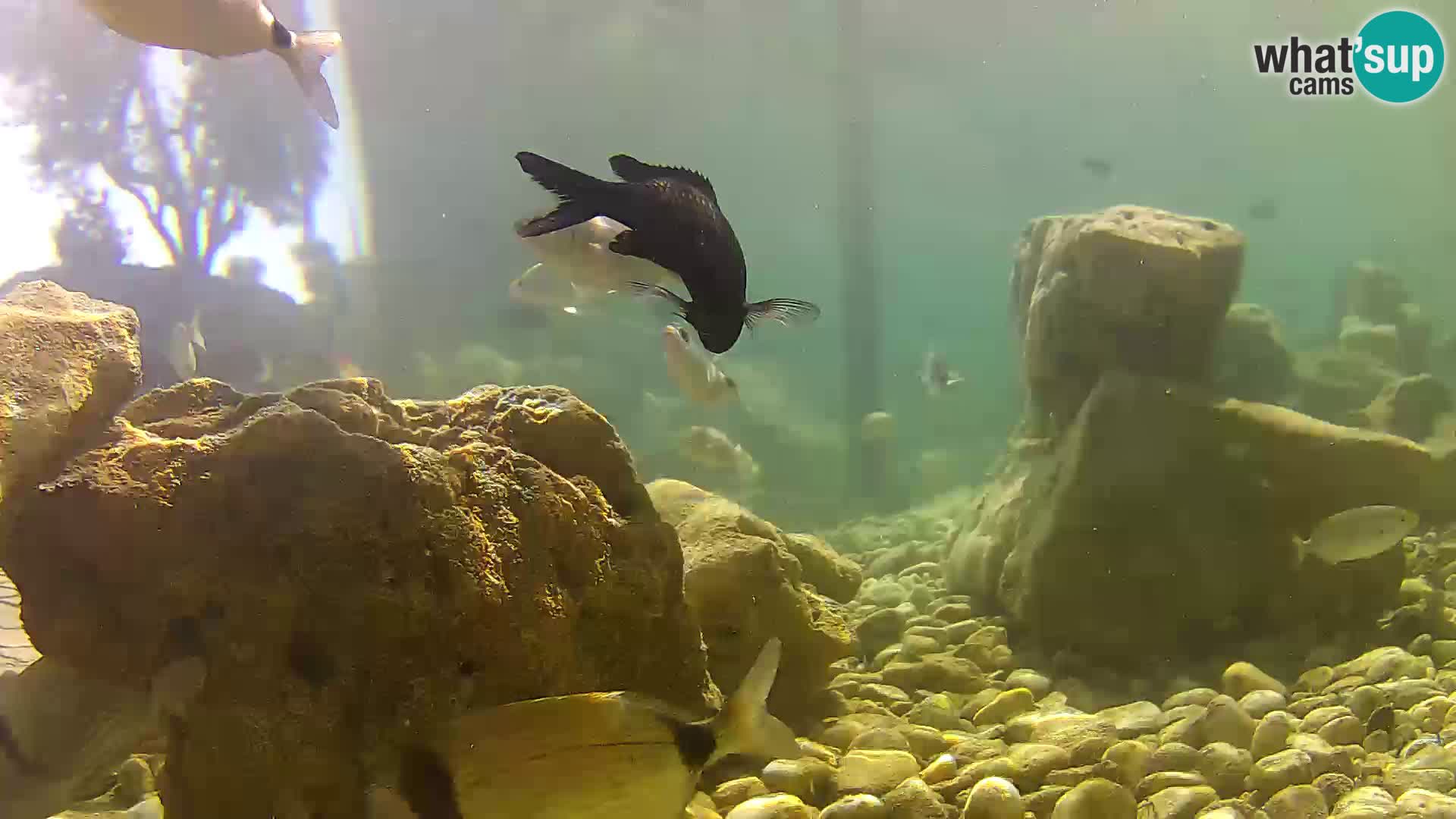 Acuario marino al aire libre Rogoznica webcam Croacia