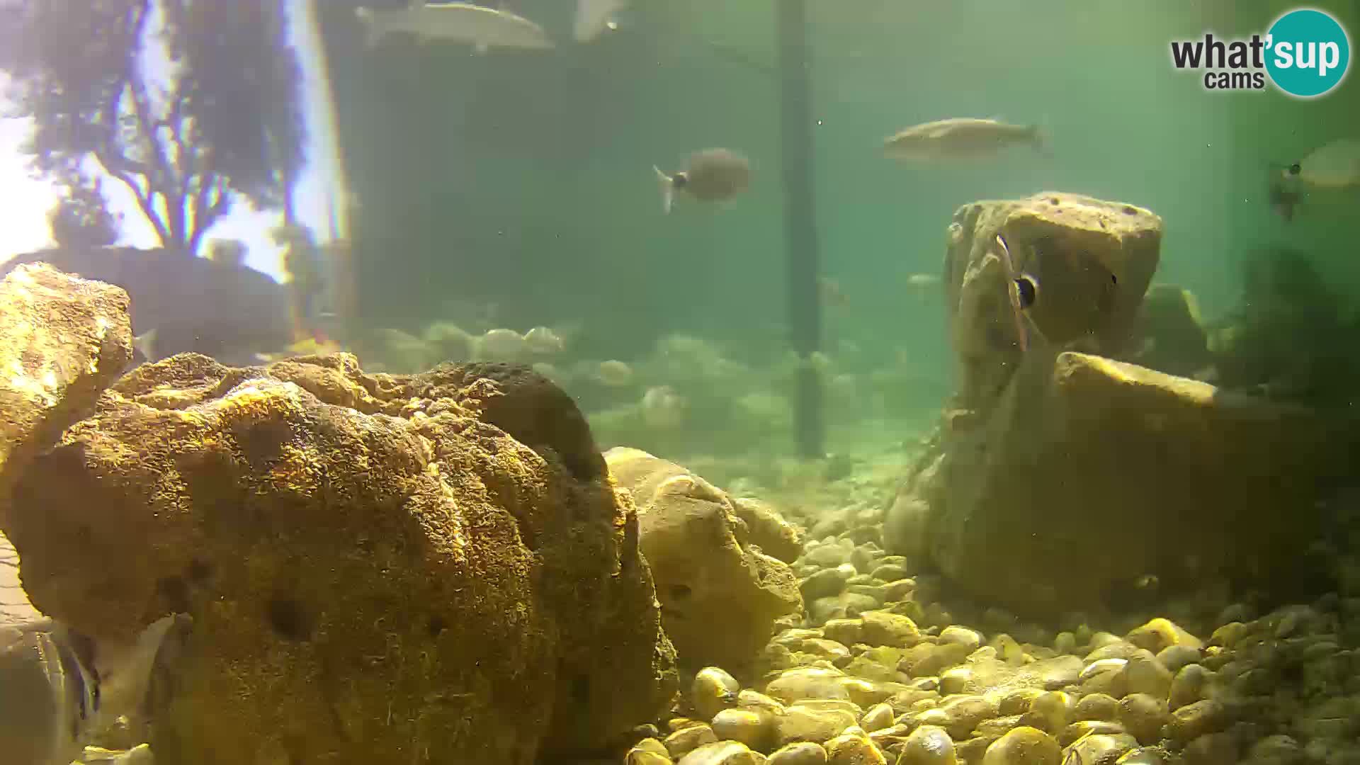 Acuario marino al aire libre Rogoznica webcam Croacia
