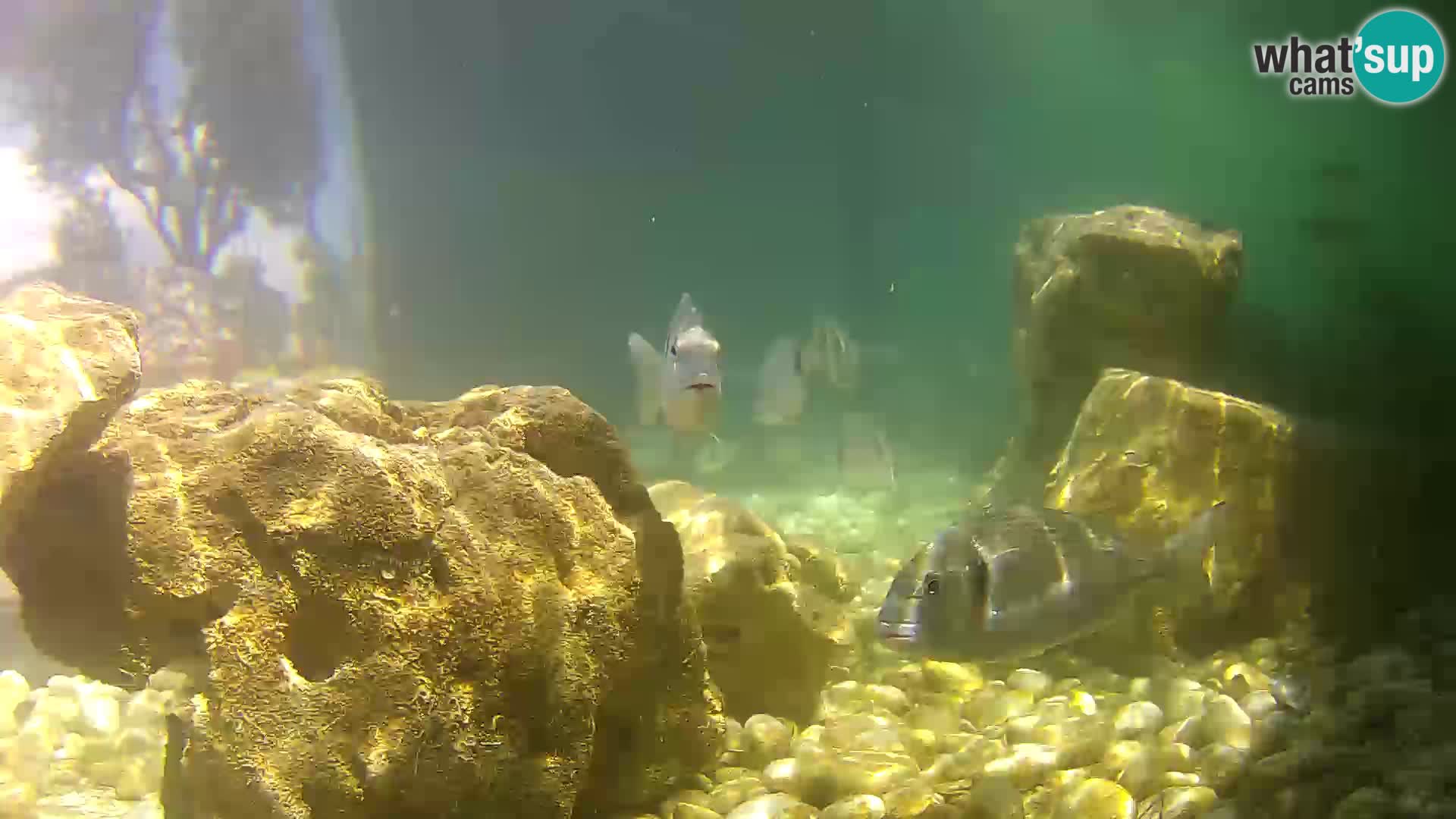 Marine Aquarium im Freien Rogoznica webcam Kroatien