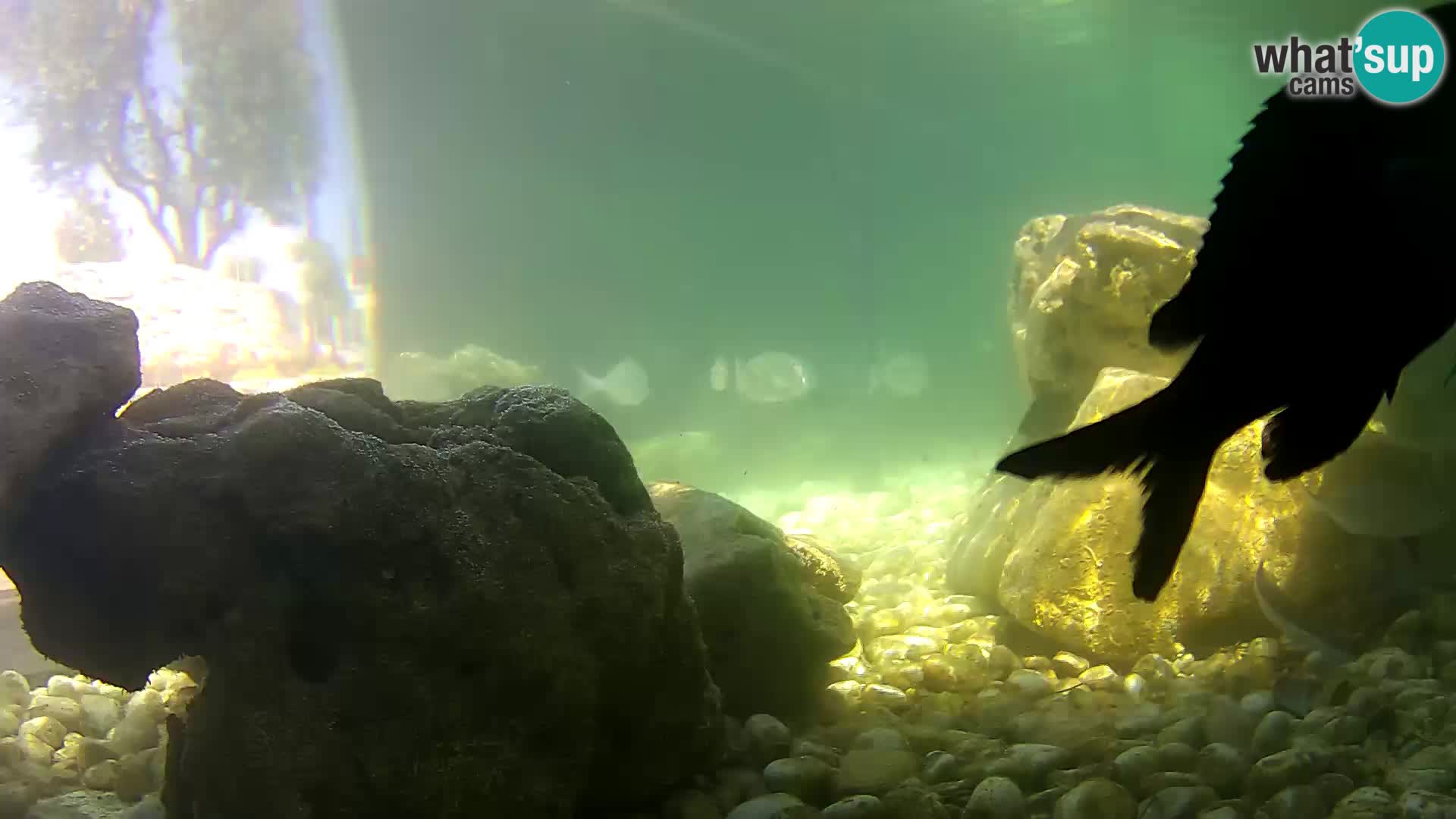 Webcam de l’aquarium marin extérieur de Rogoznica Croatie