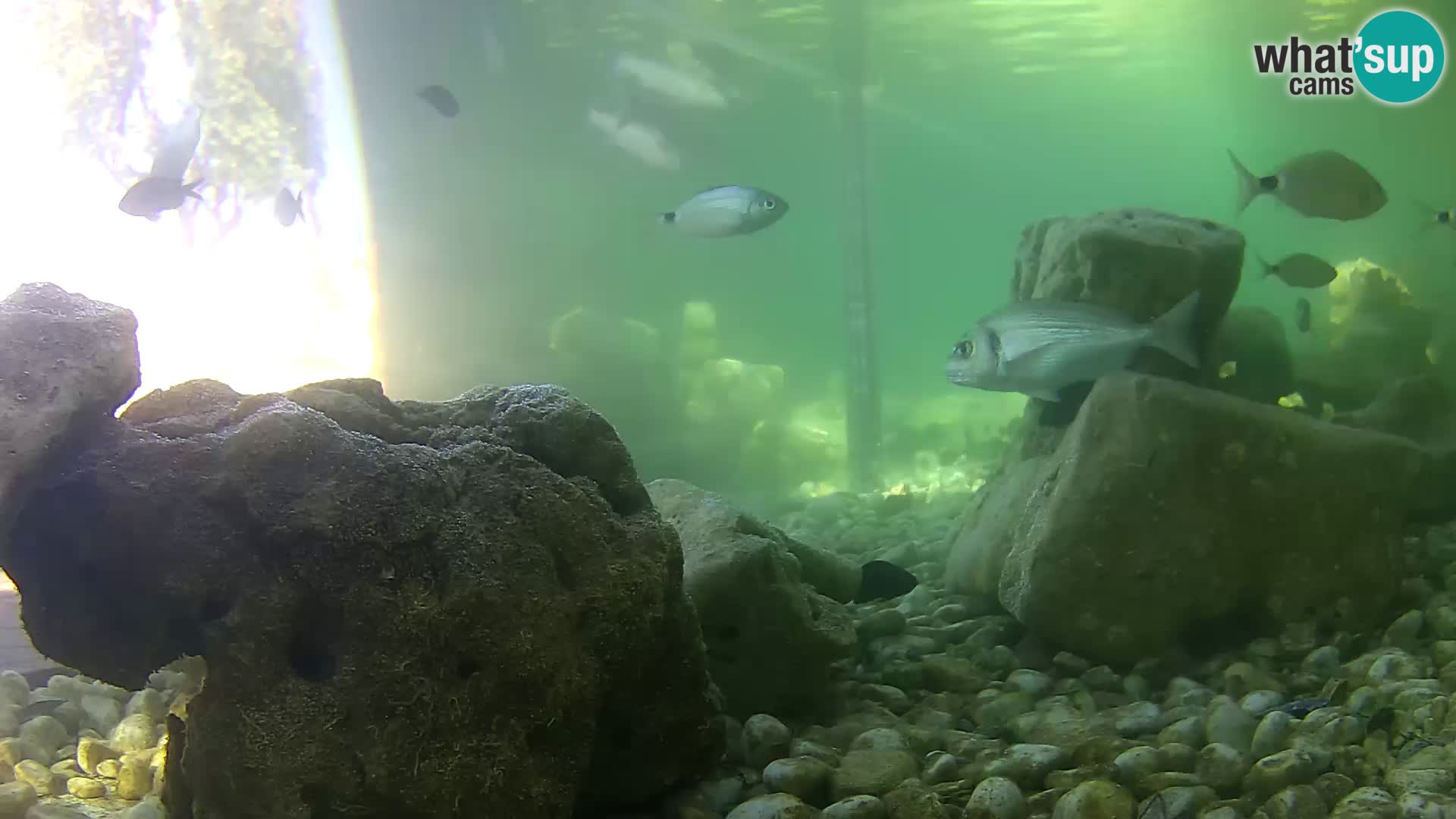 Webcam de l’aquarium marin extérieur de Rogoznica Croatie
