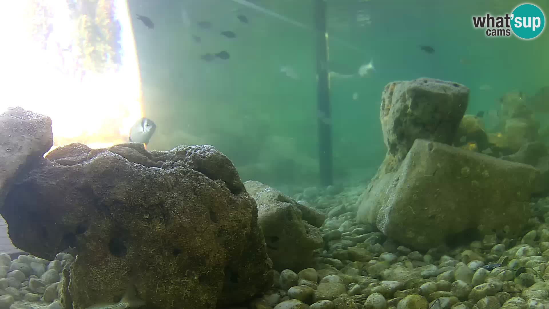 Outdoor Marine Aquarium Rogoznica webcam Croatia
