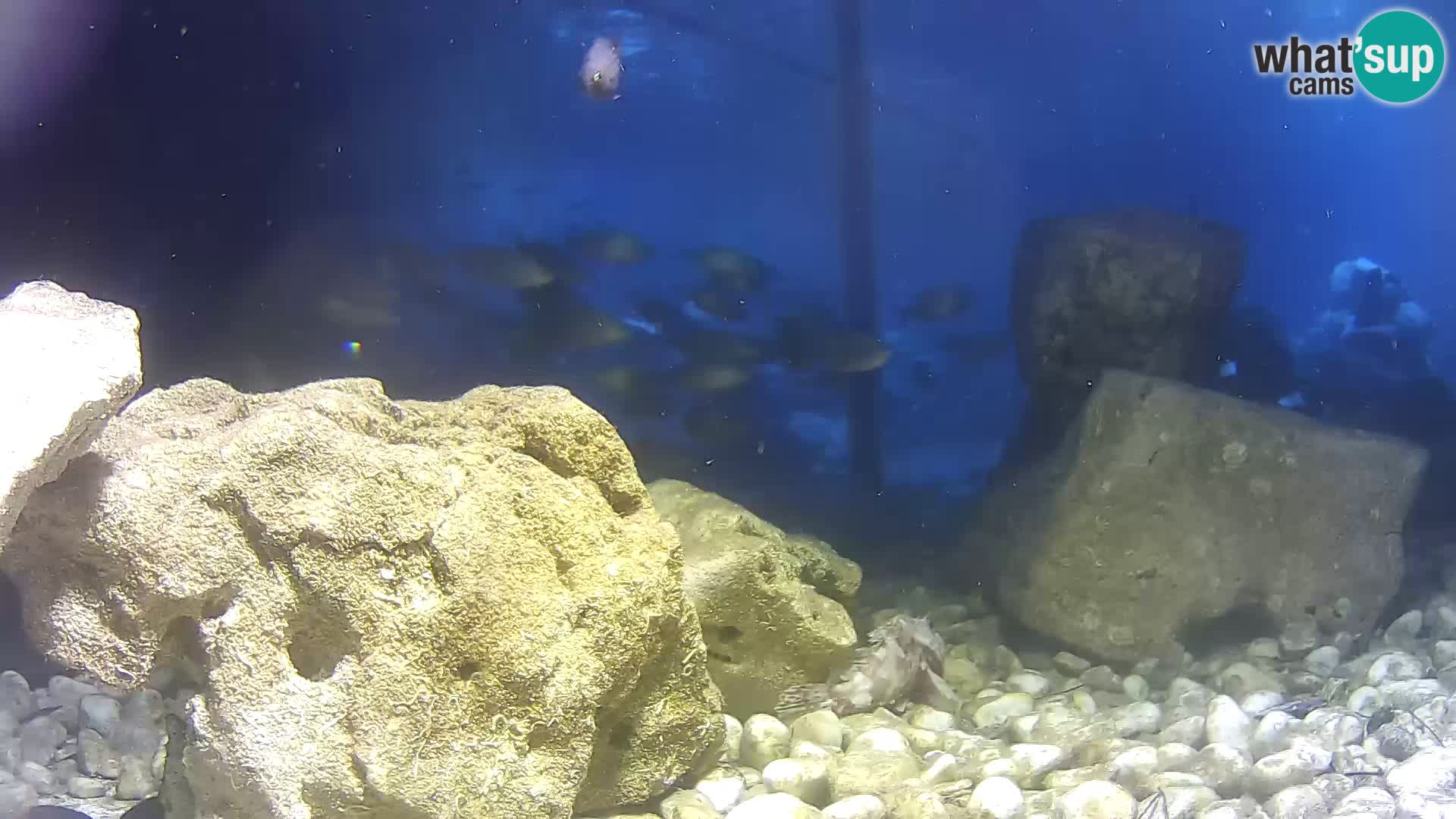 Outdoor Marine Aquarium Rogoznica webcam Croatia