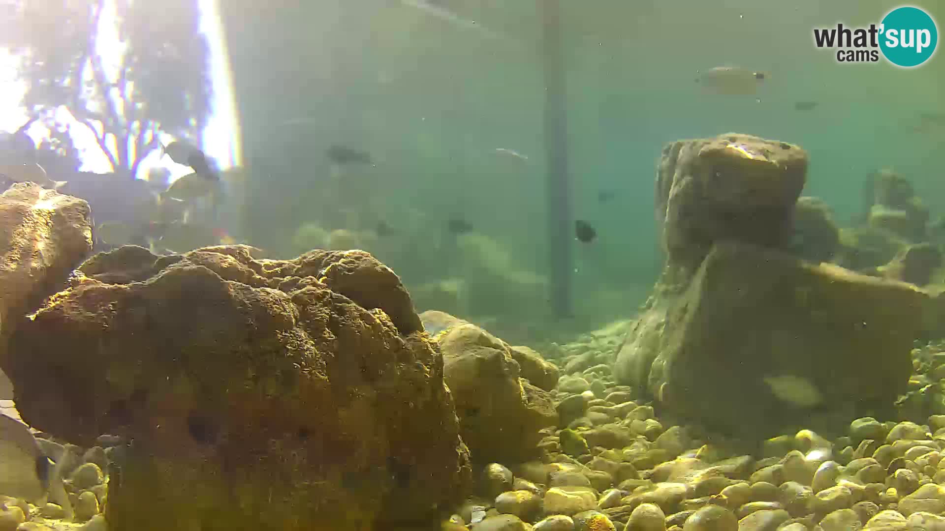 Marine Aquarium im Freien Rogoznica webcam Kroatien