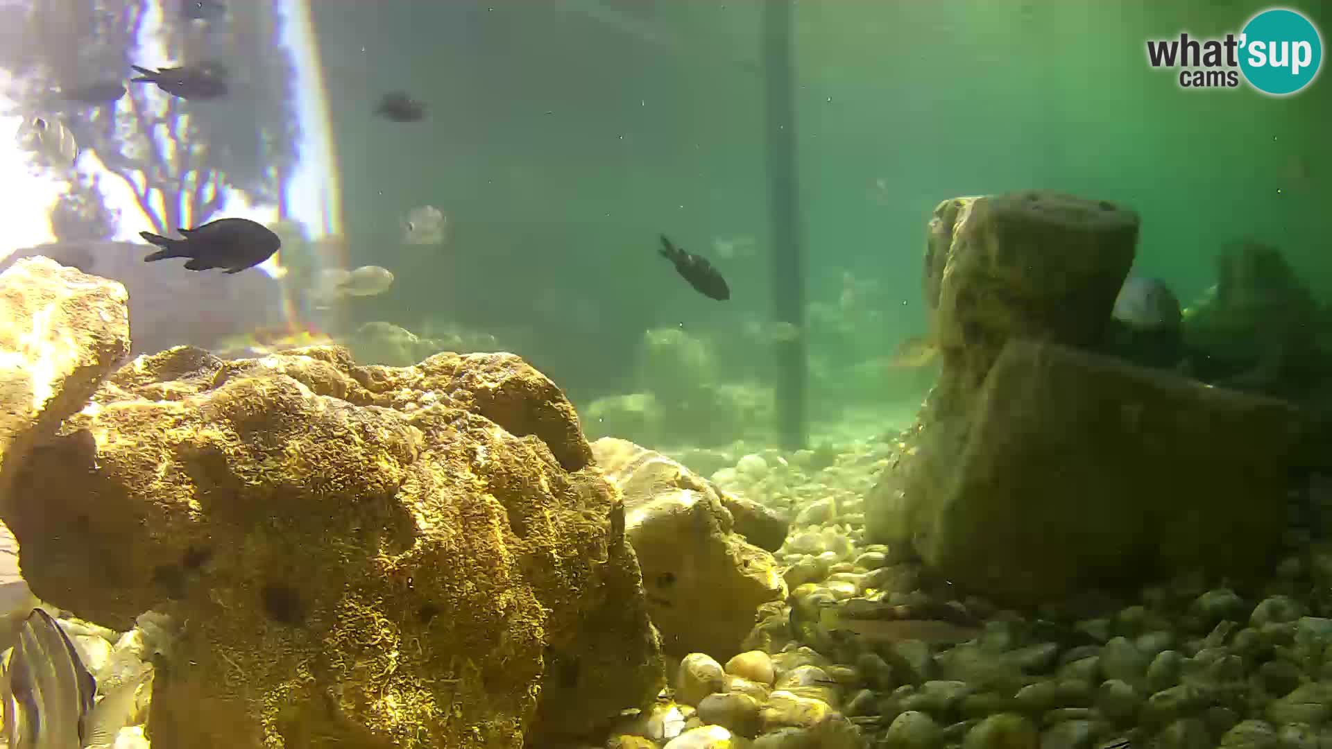Marine Aquarium im Freien Rogoznica webcam Kroatien