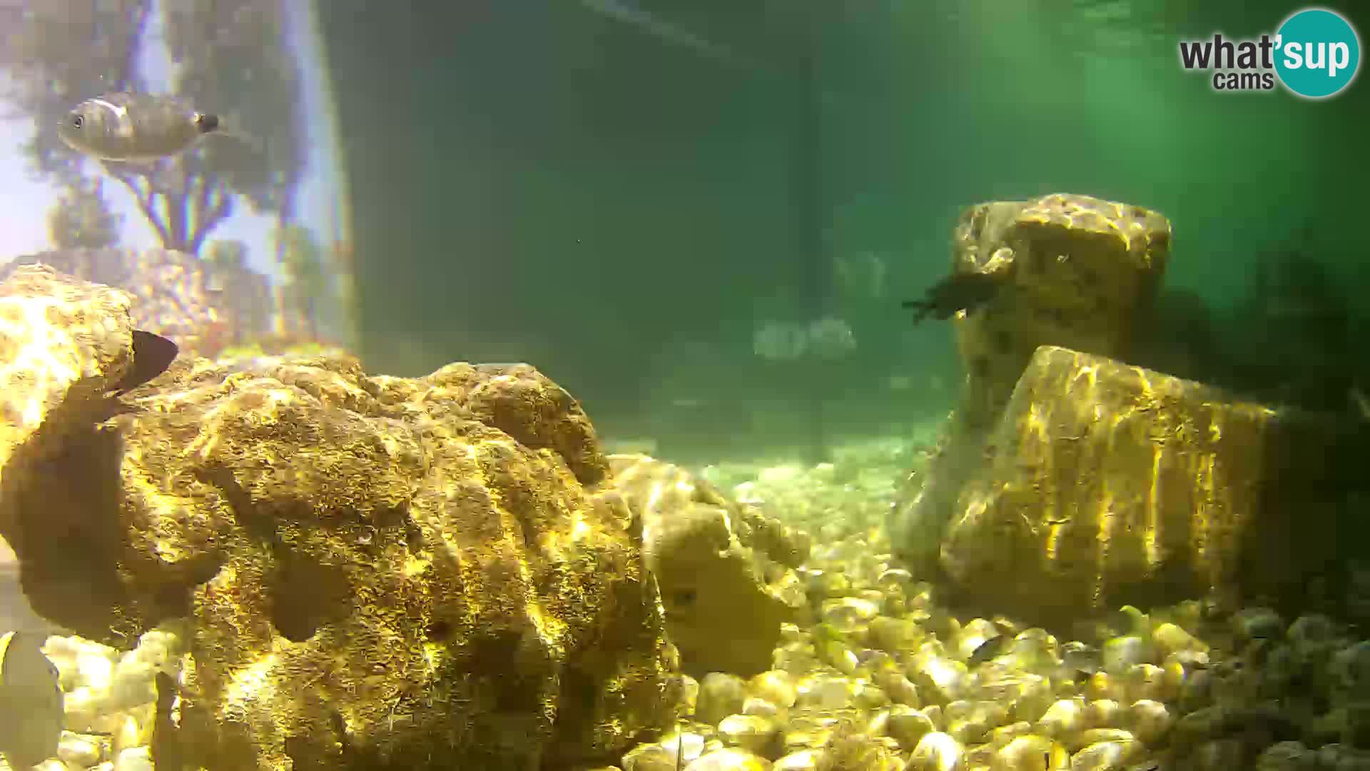 Aquario marino esterno –  Rogoznica livecam Croazia