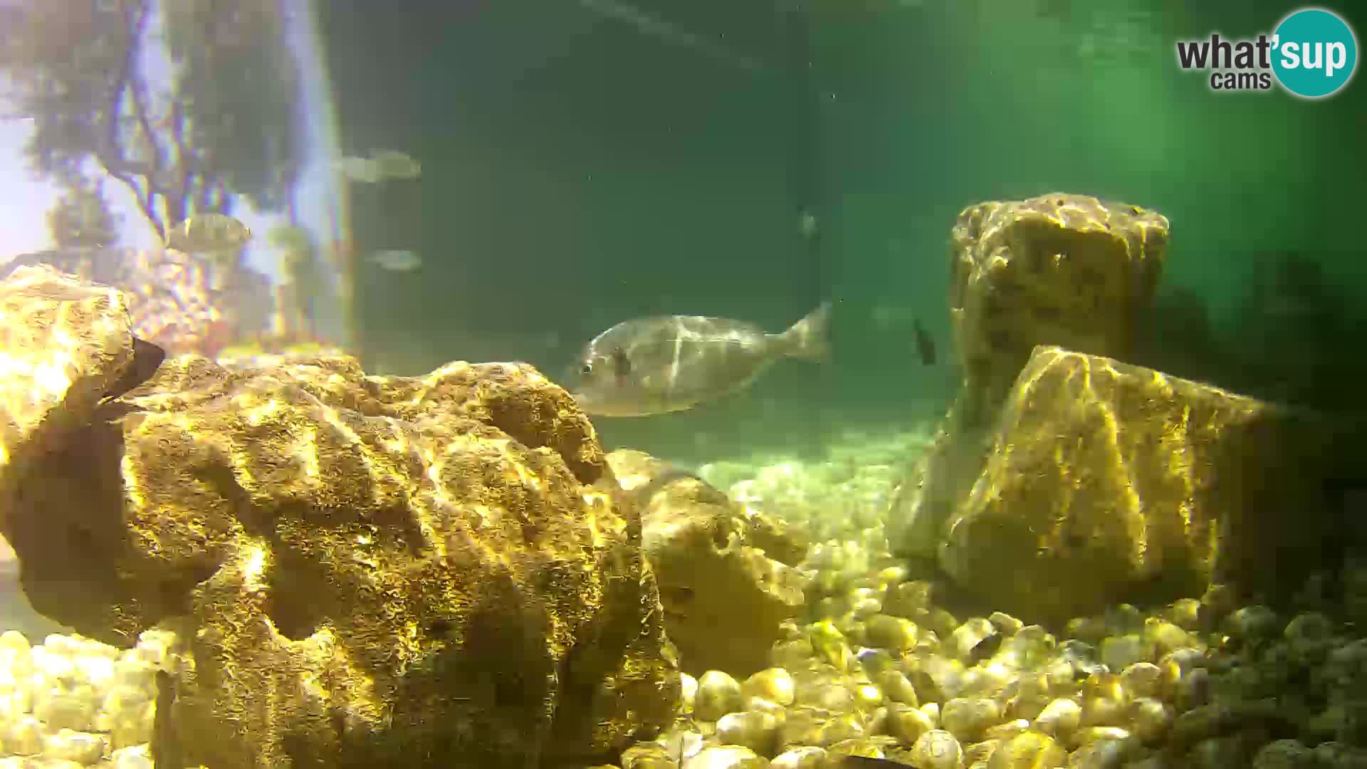 Aquario marino esterno –  Rogoznica livecam Croazia