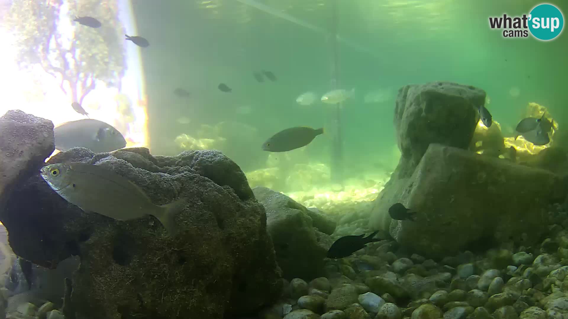 Aquario marino esterno –  Rogoznica livecam Croazia