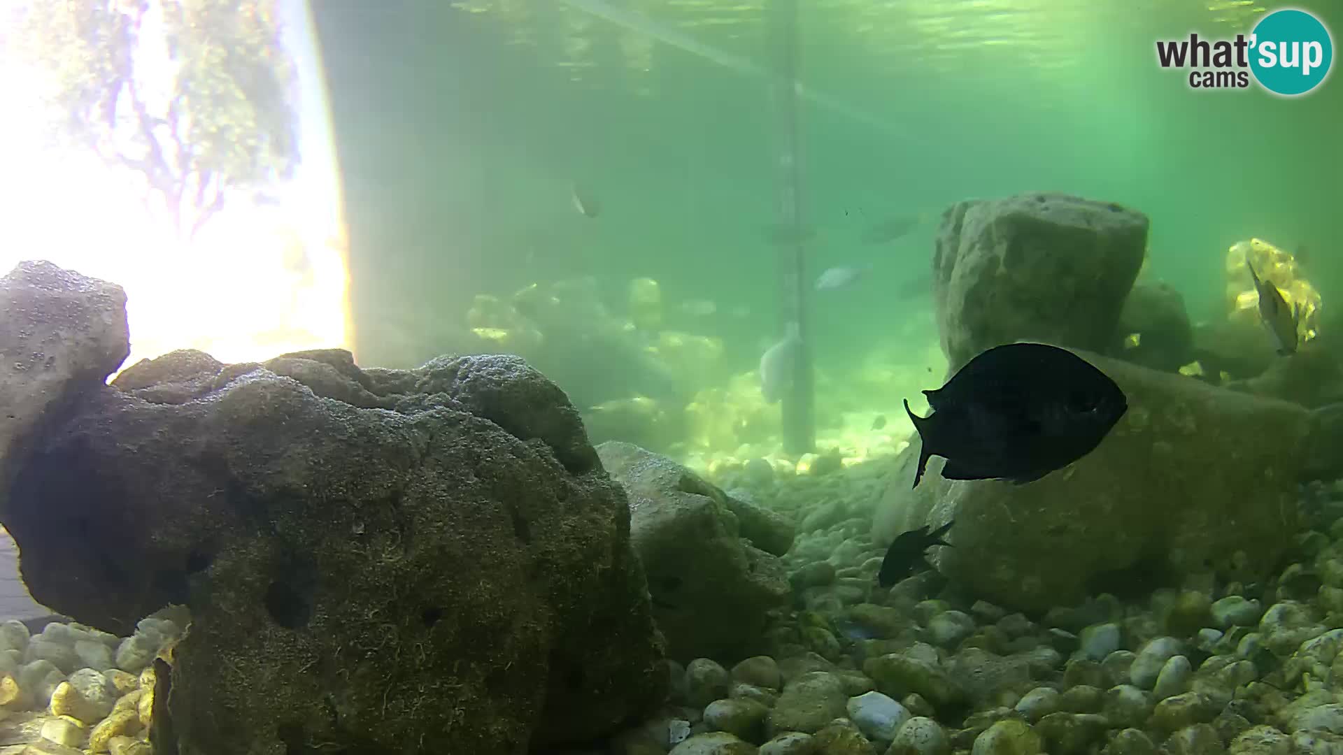 Webcam de l’aquarium marin extérieur de Rogoznica Croatie