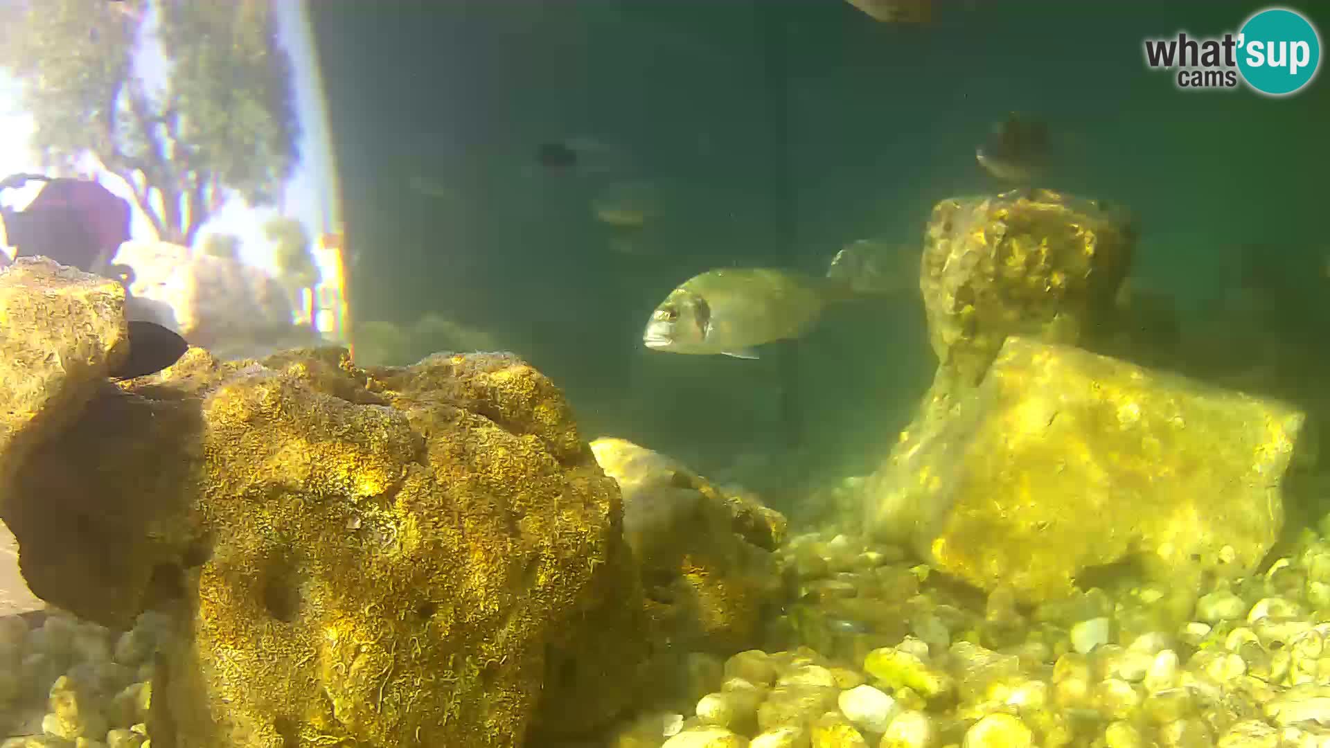 Aquario marino esterno – Rogoznica livecam Croazia