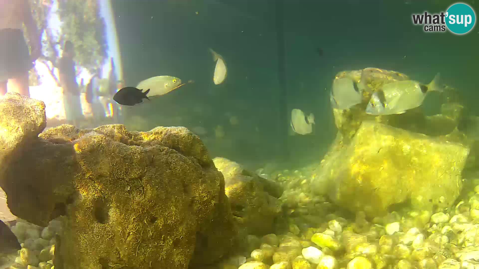 Webcam de l’aquarium marin extérieur de Rogoznica Croatie