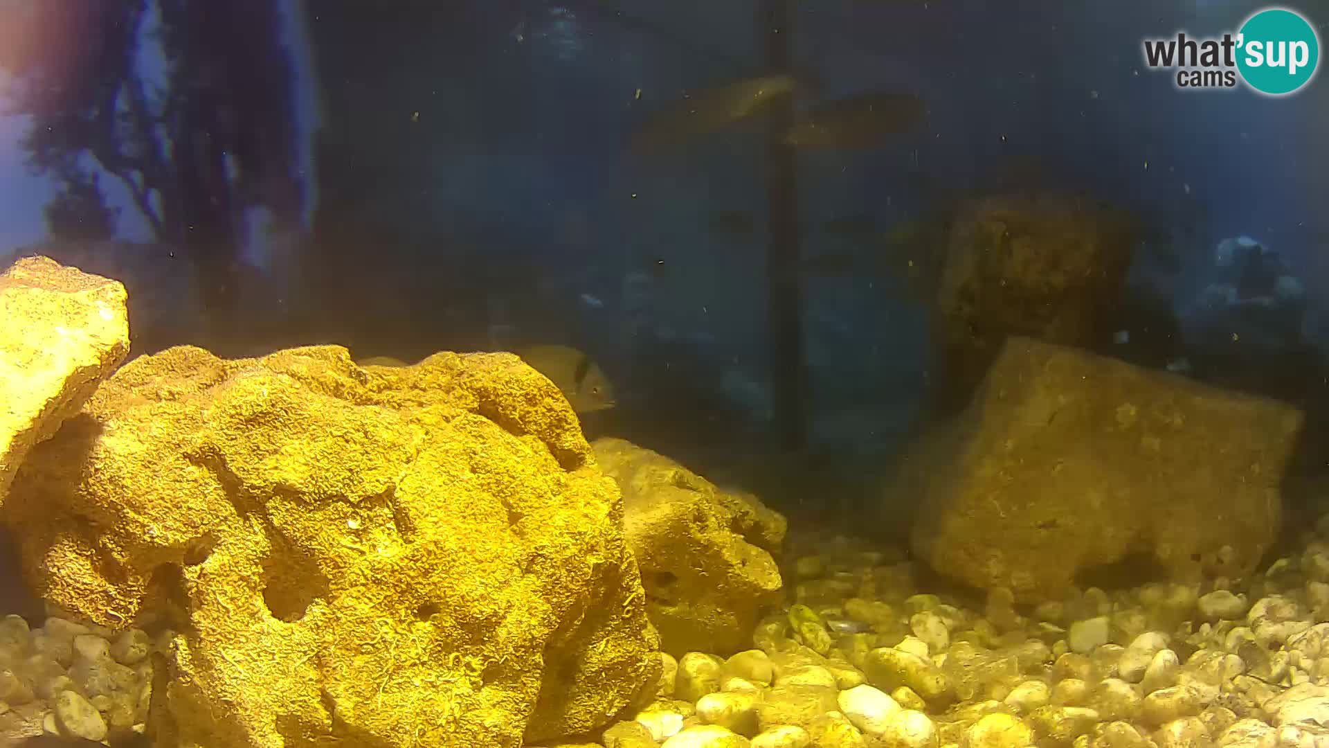 Aquario marino esterno –  Rogoznica livecam Croazia