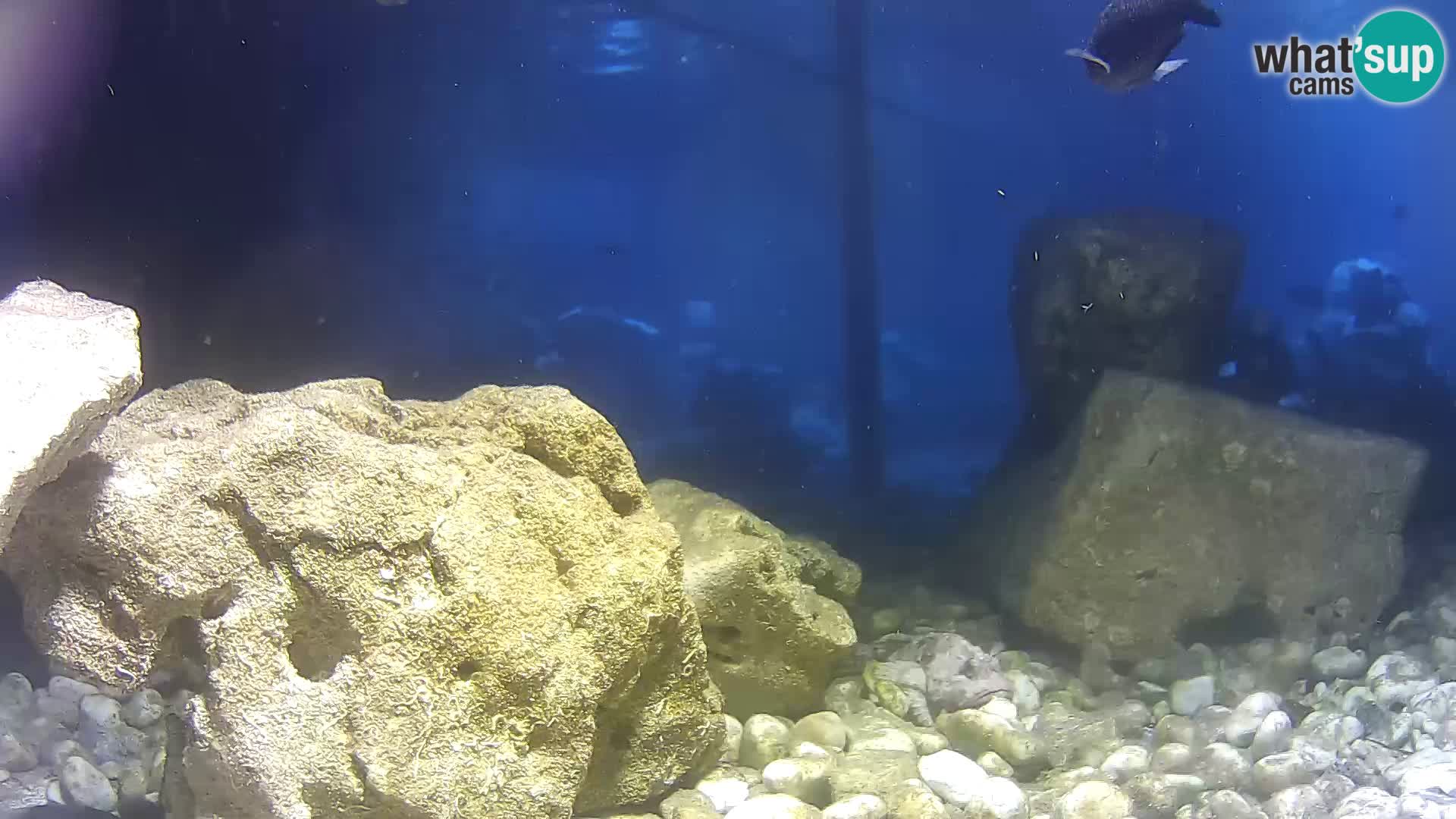 Outdoor Marine Aquarium Rogoznica webcam Croatia