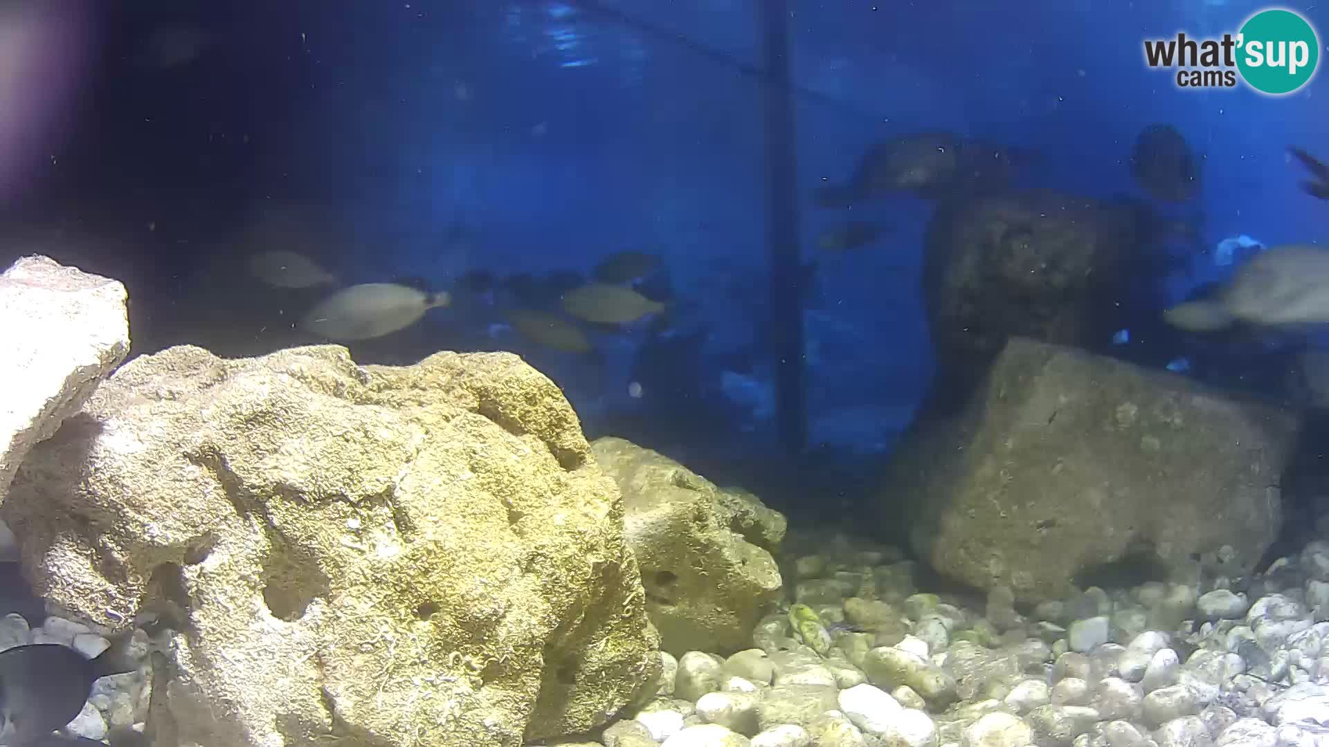 Vanjski morski akvarij Rogoznica web kamera Hrvatska