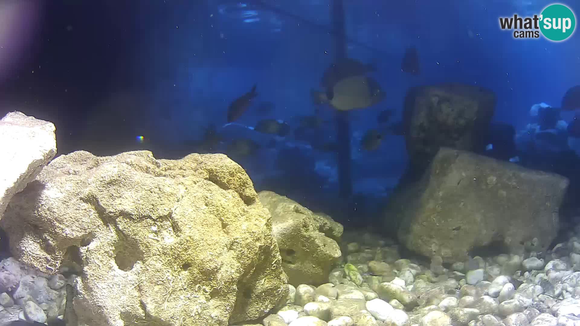 Zunanji morski akvarij Rogoznica spletna kamera Hrvaška