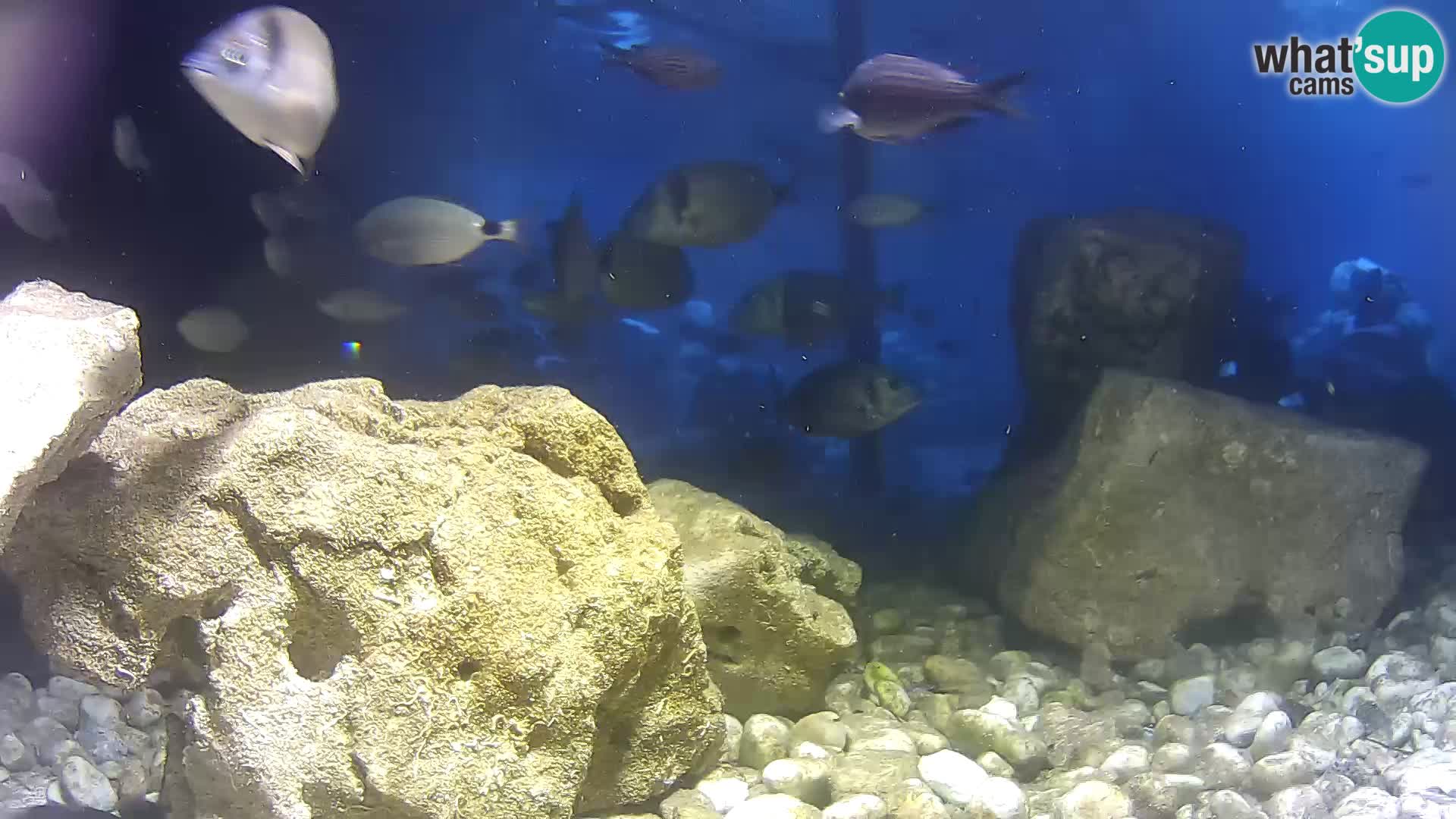 Outdoor Marine Aquarium Rogoznica webcam Croatia