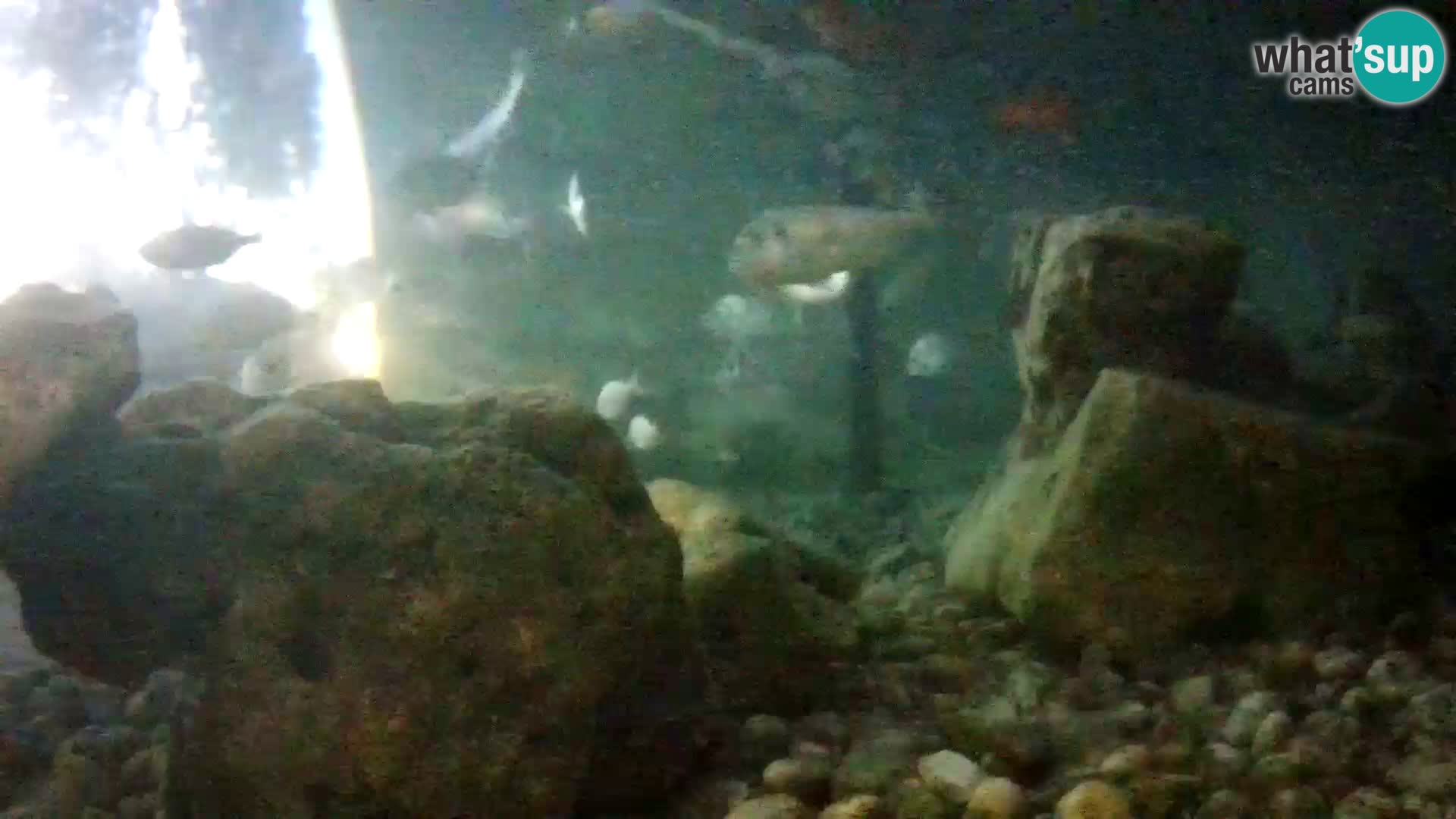 Outdoor Marine Aquarium Rogoznica webcam Croatia