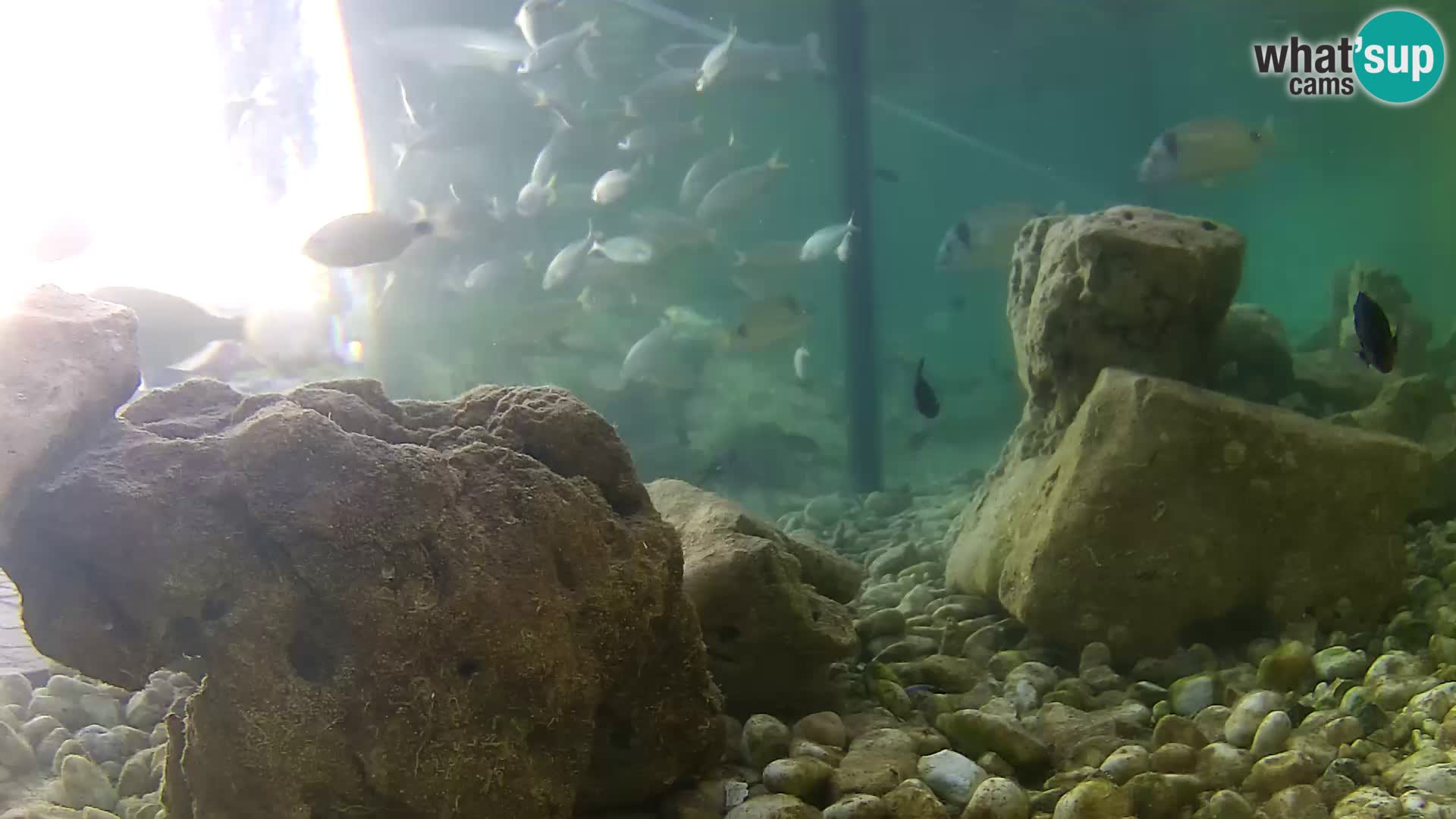 Marine Aquarium im Freien Rogoznica webcam Kroatien